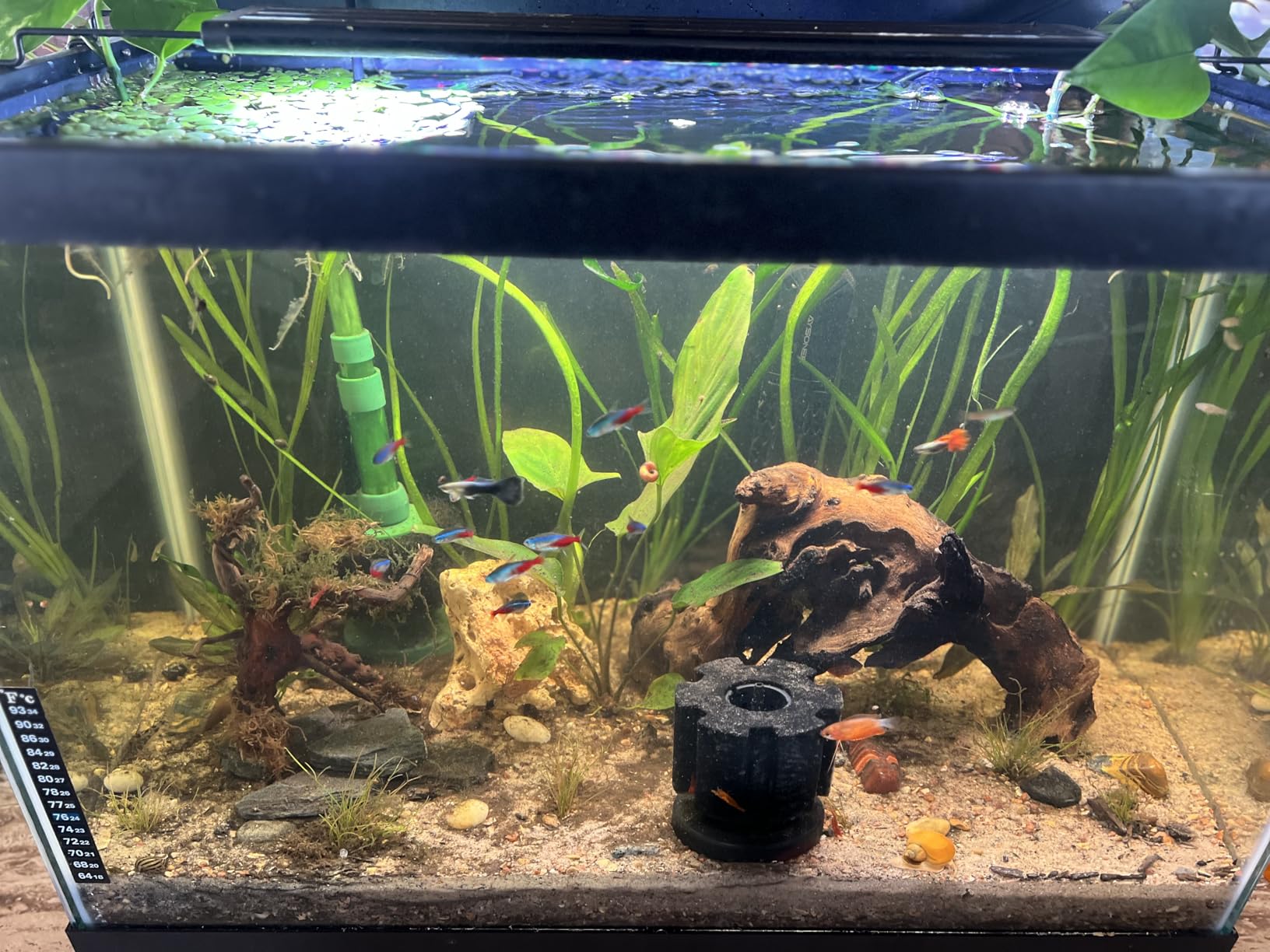 SEAOURA Led Aquarium Light for Plants-Full Spectrum Fish Tank Light 18-24'' customer photo 2