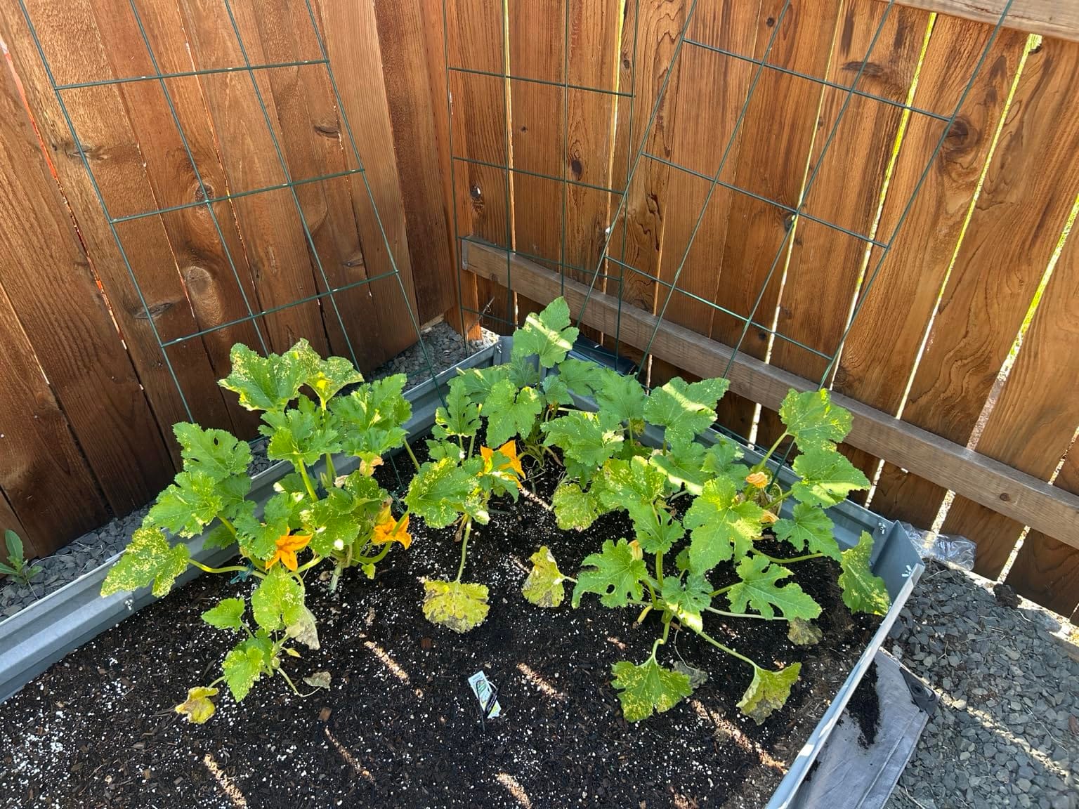 Foldable Cucumber Trellis 48
