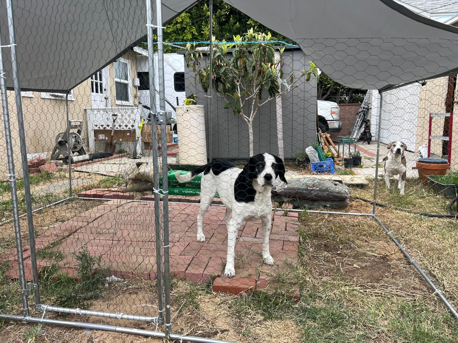 Large Metal Chicken Coop Round Top Upgrade Tri-Supporting Wire Mesh Chicken Run,Chicken Pen with Water-Resident and Anti-UV Cover,Duck Rabbit House Outdoor(19'L x 9'W x 6.5'H) customer photo 1