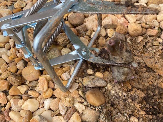2 Pack Mole Traps, Galvanized Steel Scissor Trap, Reusable Mole Trap Killer, Easy Set Trap for Lawns customer photo 1