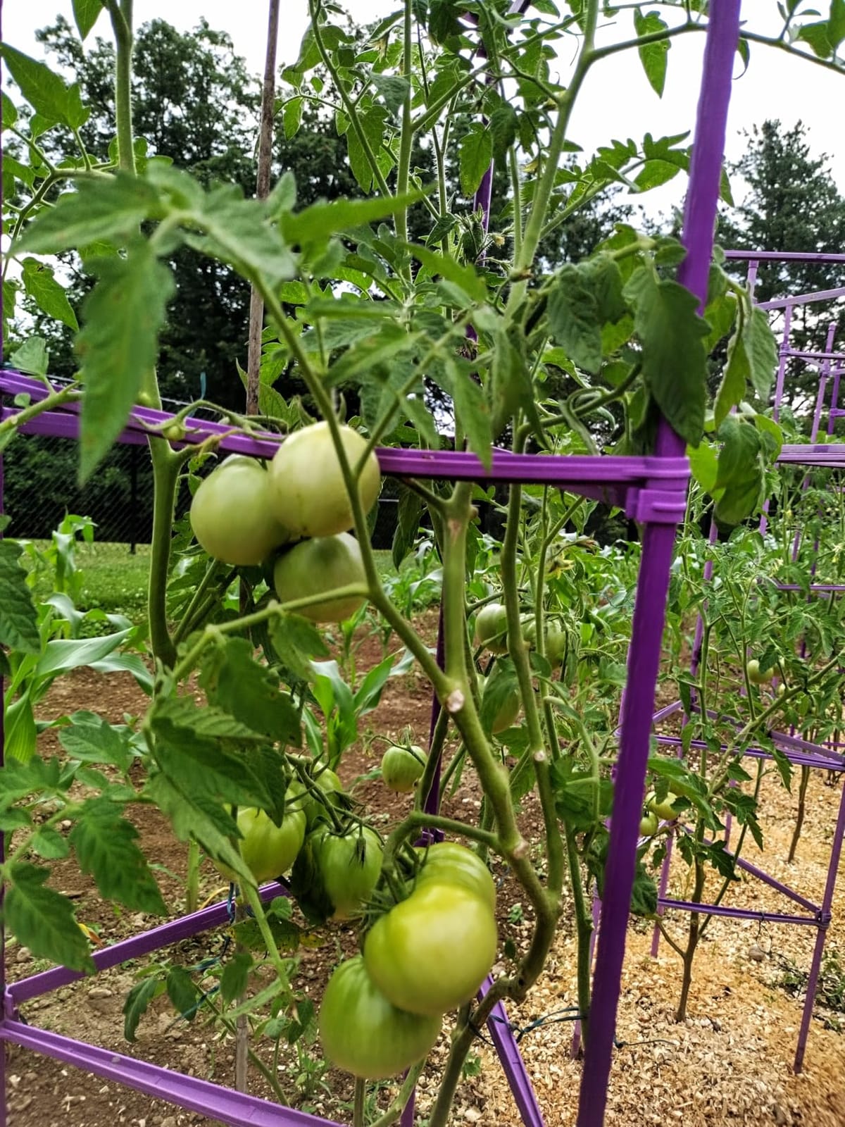 Growsun Tomato Cage for Garden, Upto 73 inch 6 PackTall Tomato Trellis Garden Stakes Plant Support, Green(5ft Stake add 18 inch Adjustable Stakes) customer photo 2