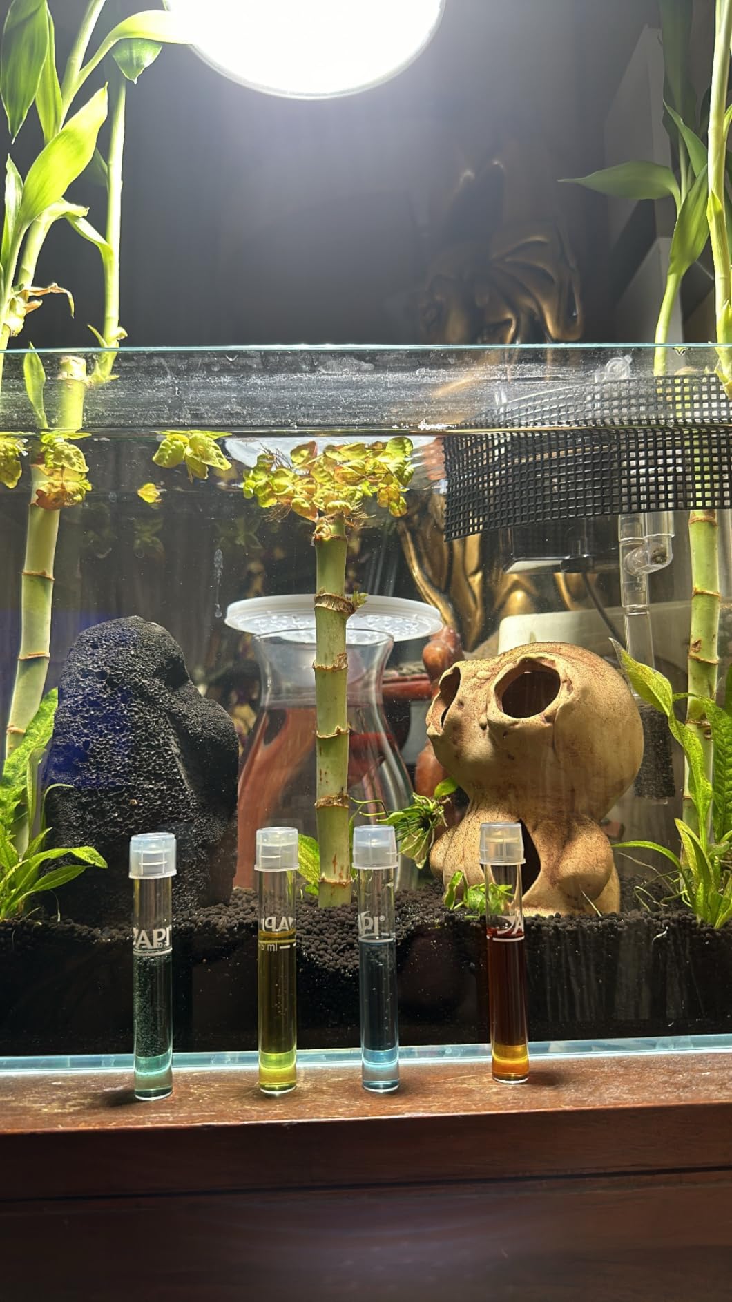 LAQUAL 10 Gallon Ultra Clear Glass Fish Tank, Rimless Low Iron Aquarium for Betta/Nano/Goldfish/Snail/Shrimp, Big Fish Tank & Cover Set & Feeding Ring & Cleaning Tools customer photo 1