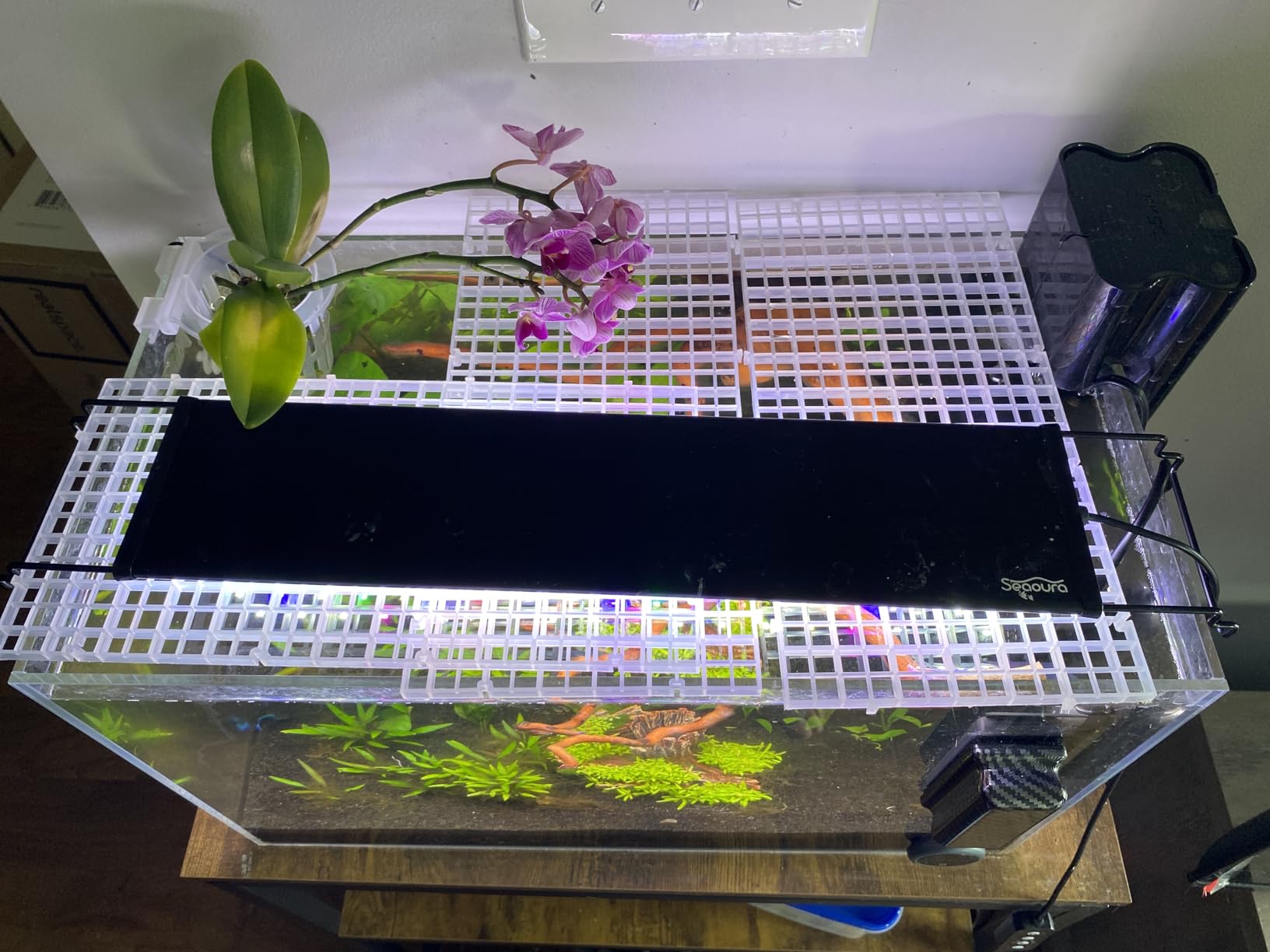 LAQUAL 10 Gallon Ultra Clear Glass Fish Tank, Rimless Low Iron Aquarium for Betta/Nano/Goldfish/Snail/Shrimp, Big Fish Tank & Cover Set & Feeding Ring & Cleaning Tools customer photo 2