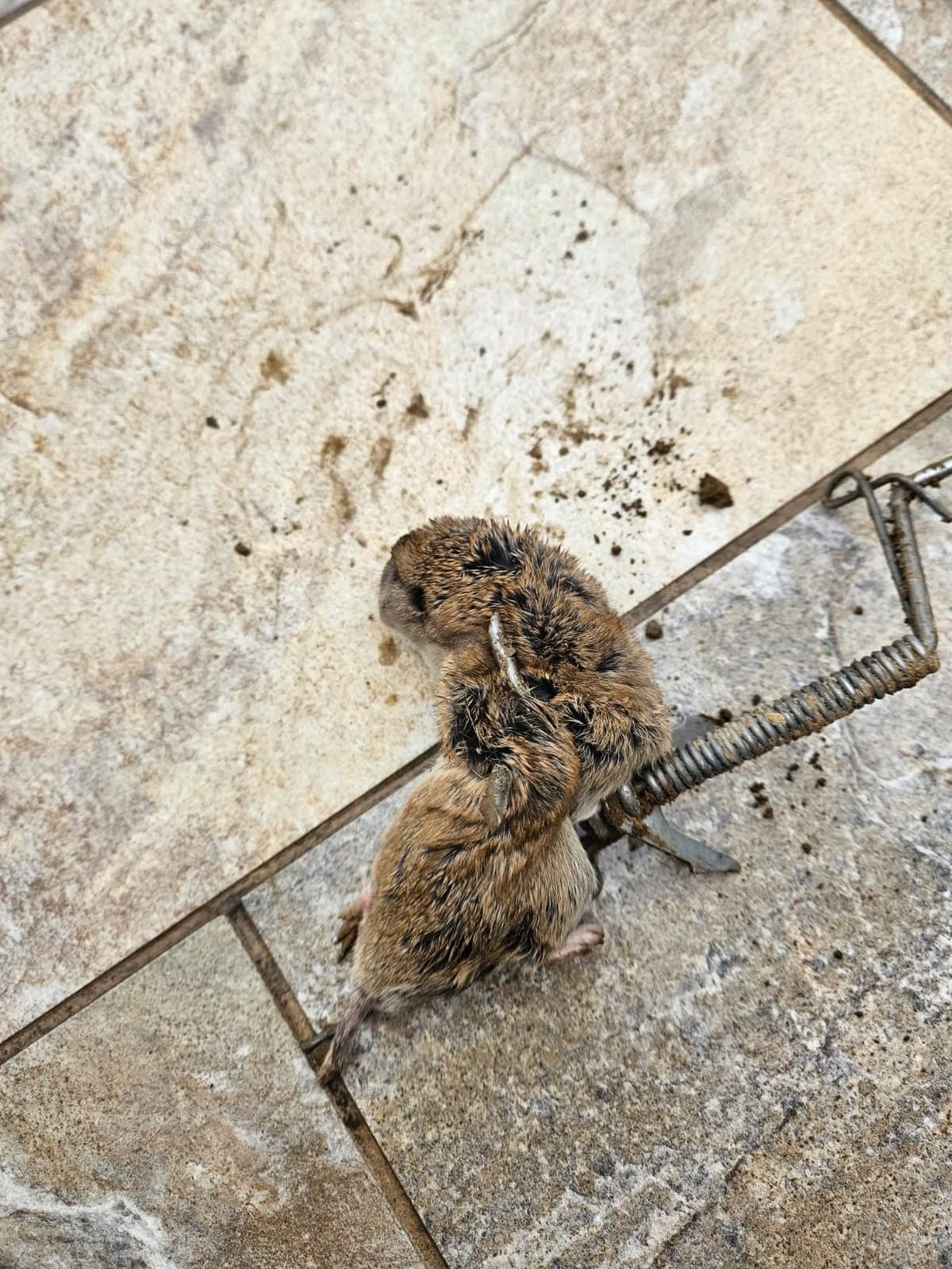 3 Pack DK-1 Gopher Trap Mole Trap Made in the USA Pocket Gopher Trap customer photo 1