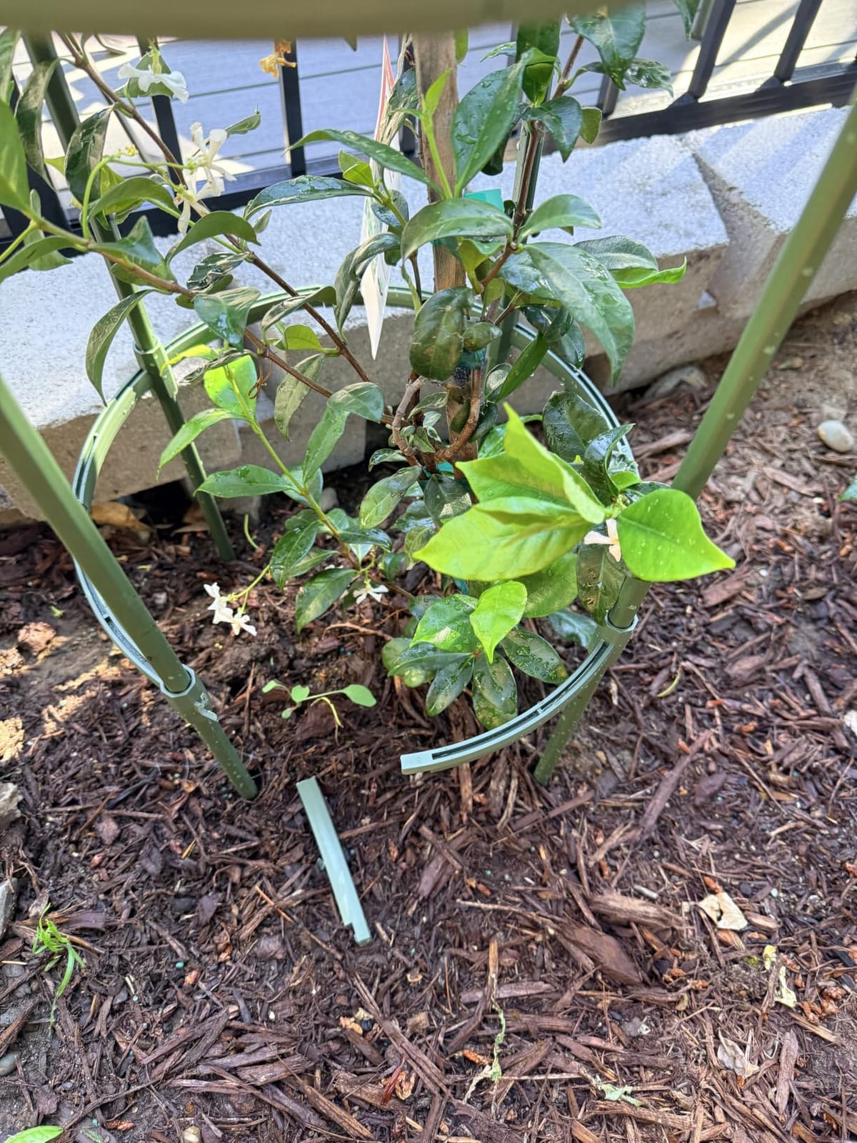 Round Heavy Duty Tomato Cage - 55 Inch Steel Core Plastic Coated Garden Trellis, 4-Post Rustproof Plant Support for Tomato/Cucumber/Beans, No Tools Snap Assembly, Spare Parts Available customer photo 1