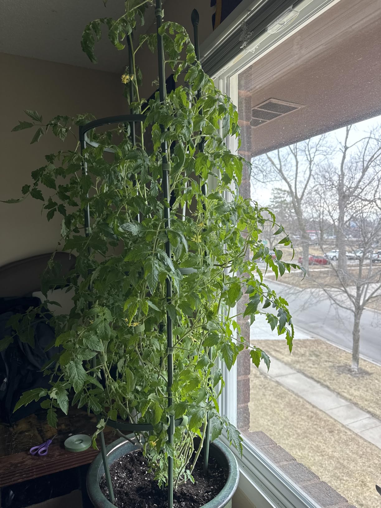 Round Heavy Duty Tomato Cage - 55 Inch Steel Core Plastic Coated Garden Trellis, 4-Post Rustproof Plant Support for Tomato/Cucumber/Beans, No Tools Snap Assembly, Spare Parts Available customer photo 2