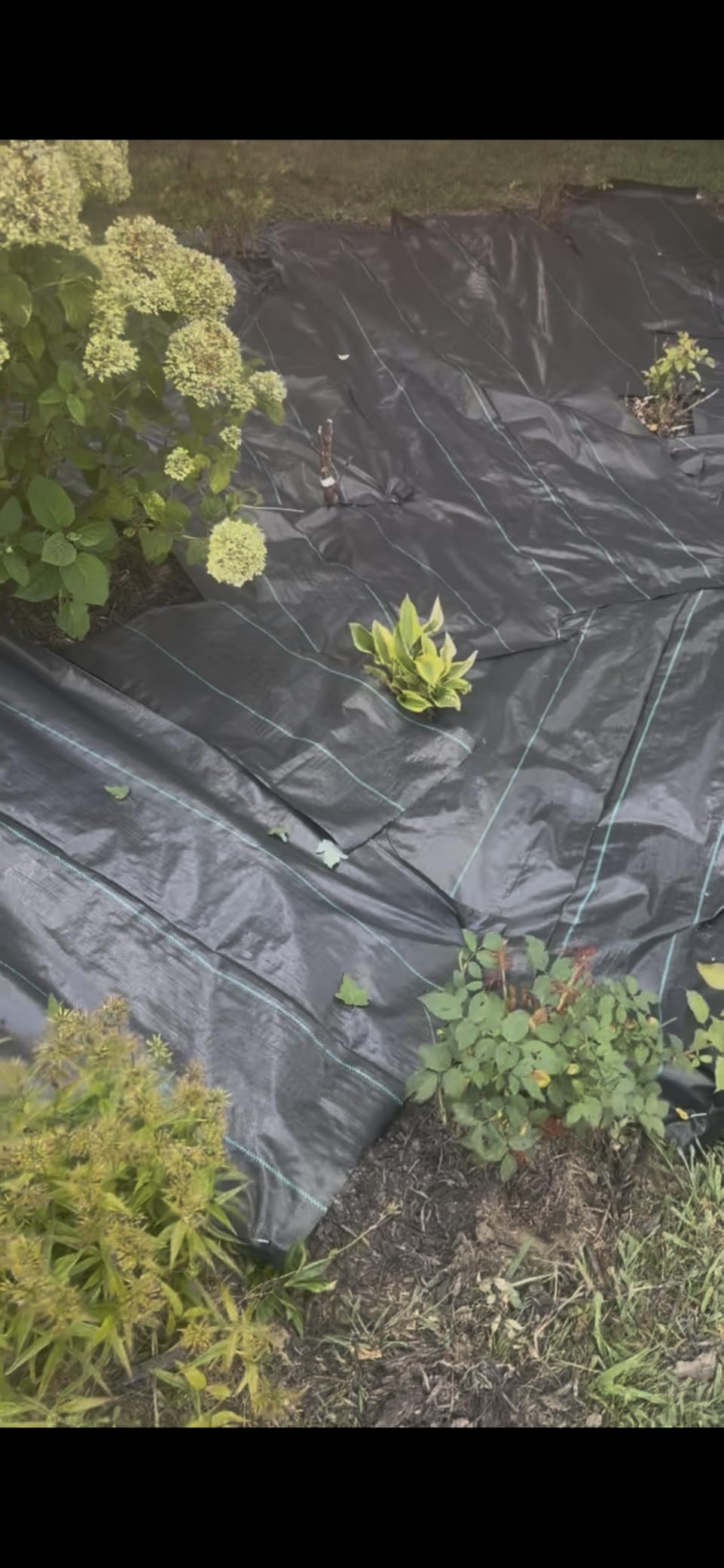 Weed Barrier Landscape Fabric Heavy Duty, 2.6FT x 100FT Thicken Garden Blocker Fabric Weed Mats, Weed Control Garden Cloth, Woven Geotextile Fabric for Garden Beds, Underlayment, Commercial Driveway customer photo 1