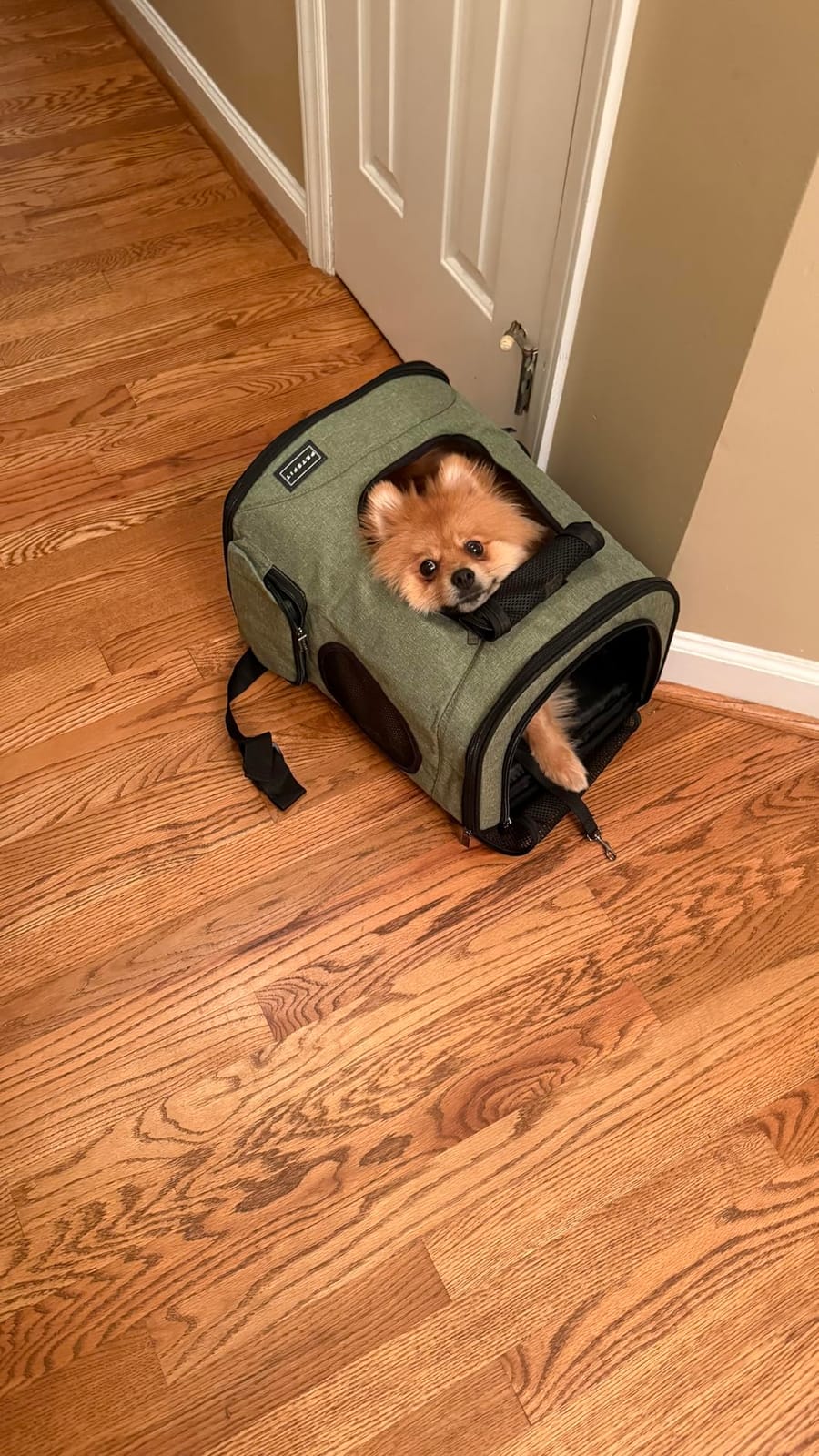 Petsfit Dog and Cat Backpack Carrier, Padded Waist Support, Up to 18 lb customer photo 1