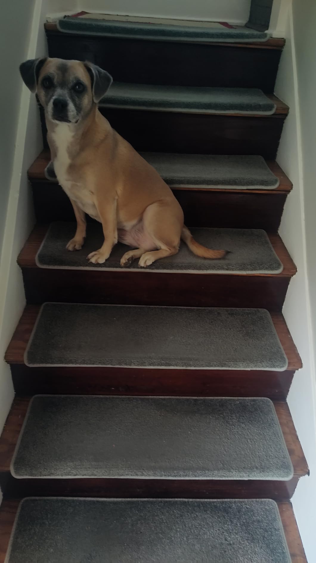 PURE ERA Bullnose Carpet Stair Treads for Wooden Steps Indoor 14 Pcs customer photo 1