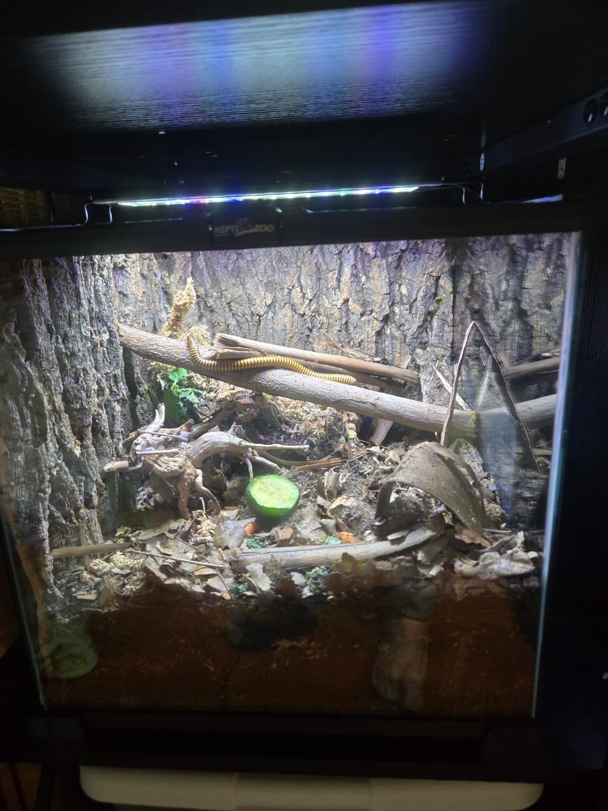 REPTI ZOO Full Glass 15 Gallon Reptile Tank, Medium Reptile Terrarium 24
