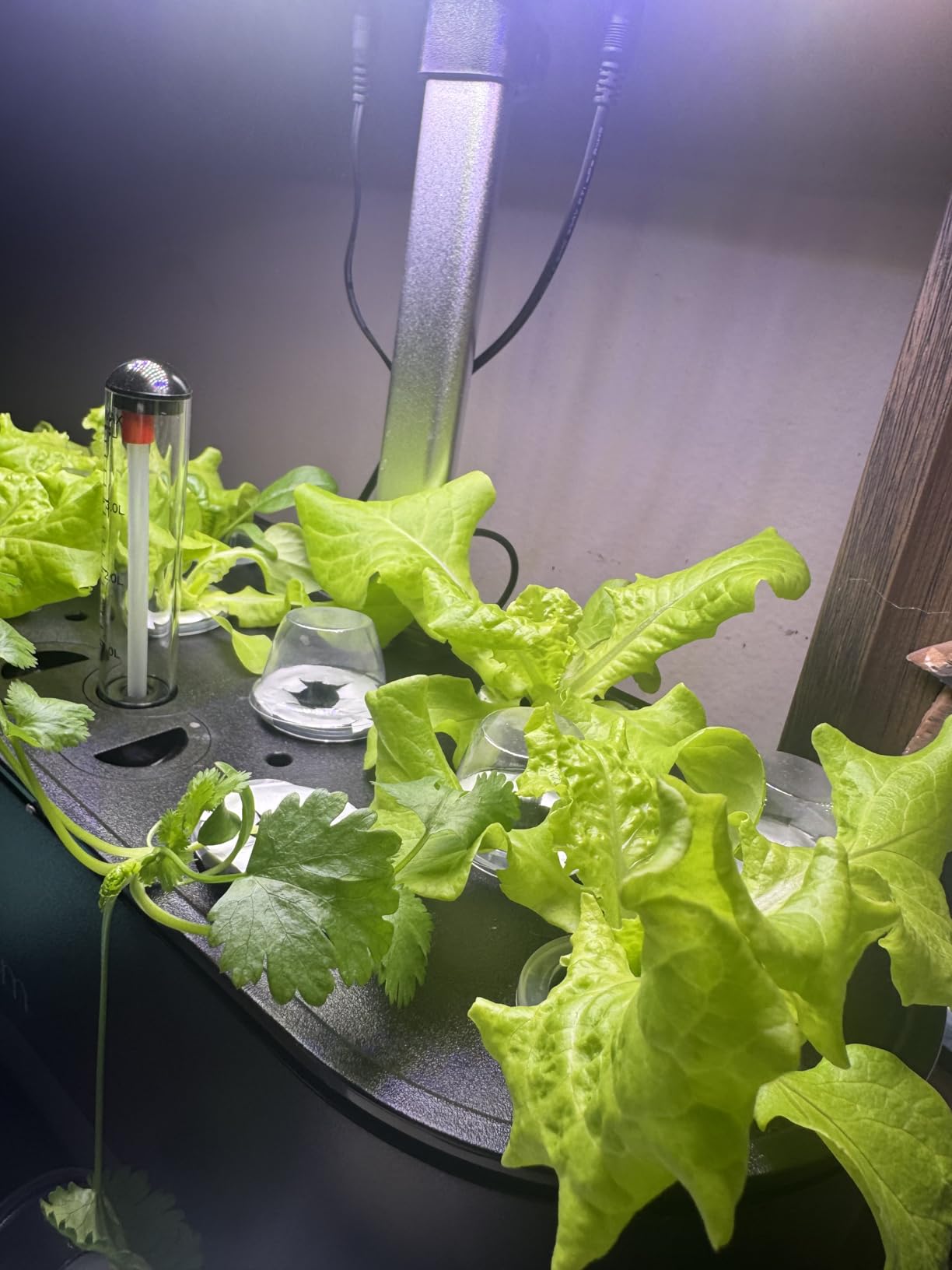 inBloom 12 Pods Hydroponics Growing System Indoor Garden with LED Grow Light and Pod Kit, Plants Germination Kit with 4.2L Water Pump Accelerate, Height Adjustable, Gardening Gifts for Women, White customer photo 2