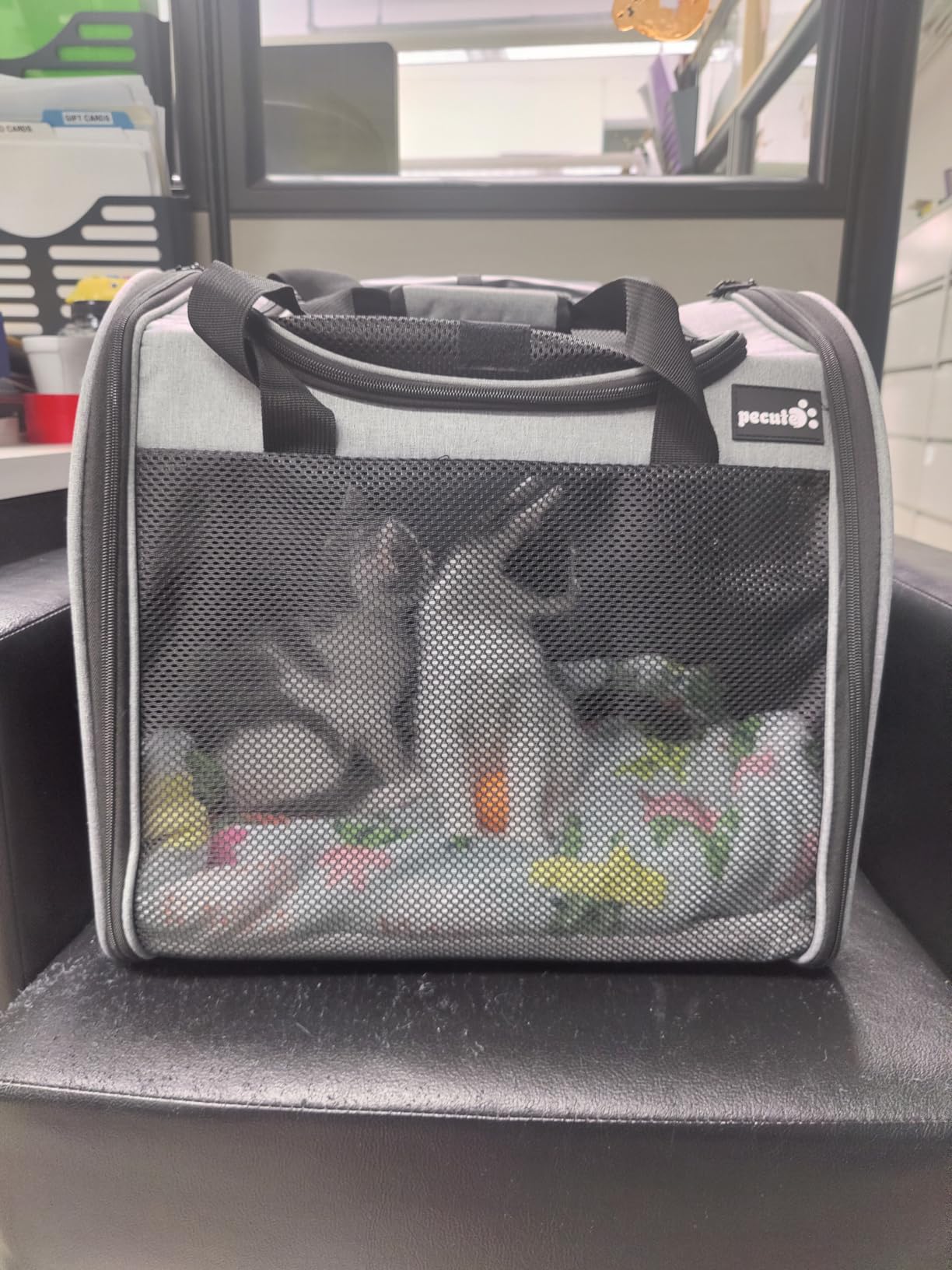 Pecute Cat Backpack with Widened Interior Space, Upgraded Dog Backpack Carrier with Various Ways to Carry, Pet Backpack with Breathable Mesh, Pet Travel Carrier with Soft Padded, Reinforced Support customer photo 1