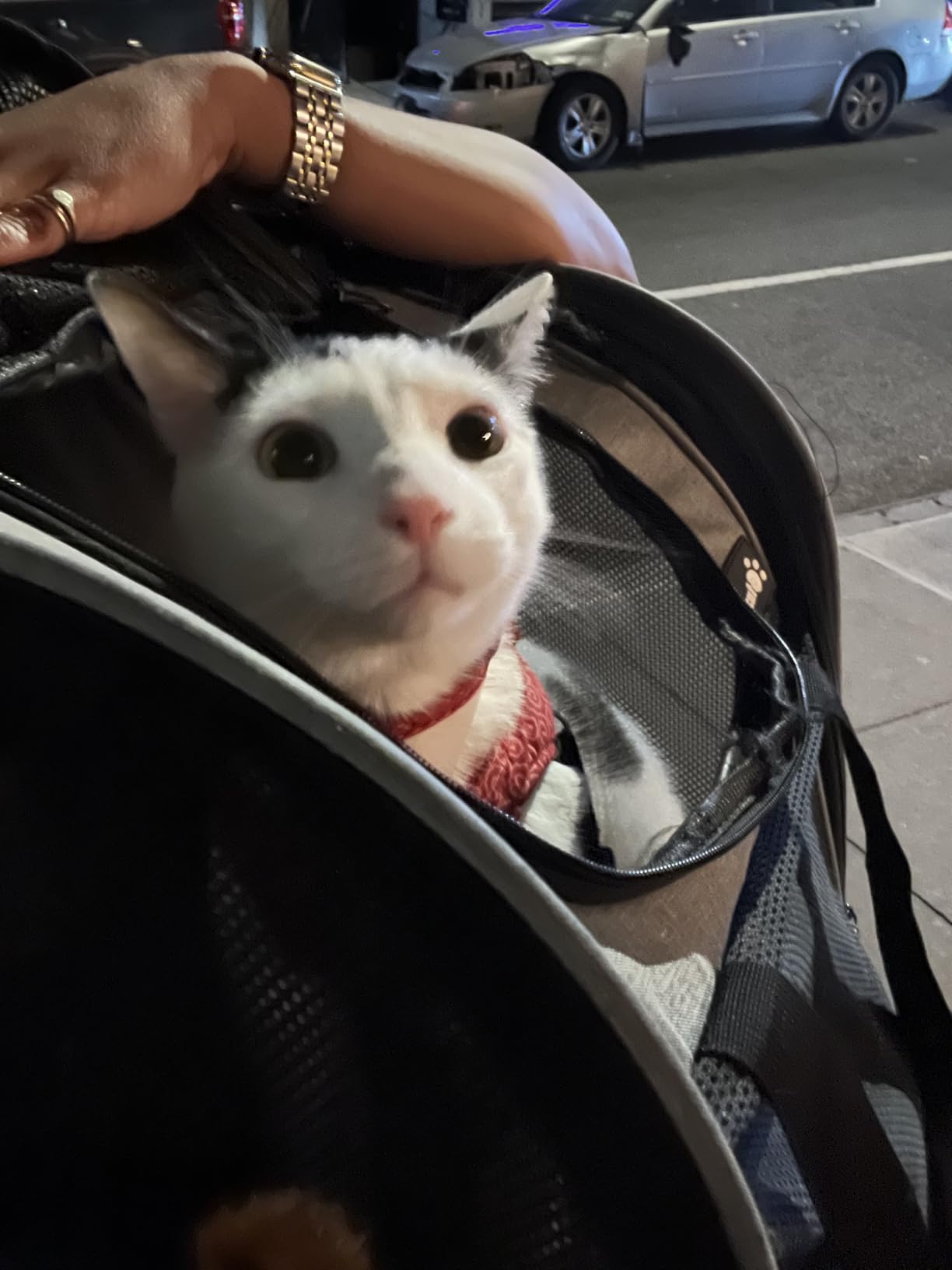 Pecute Cat Backpack with Widened Interior Space, Upgraded Dog Backpack Carrier with Various Ways to Carry, Pet Backpack with Breathable Mesh, Pet Travel Carrier with Soft Padded, Reinforced Support customer photo 2