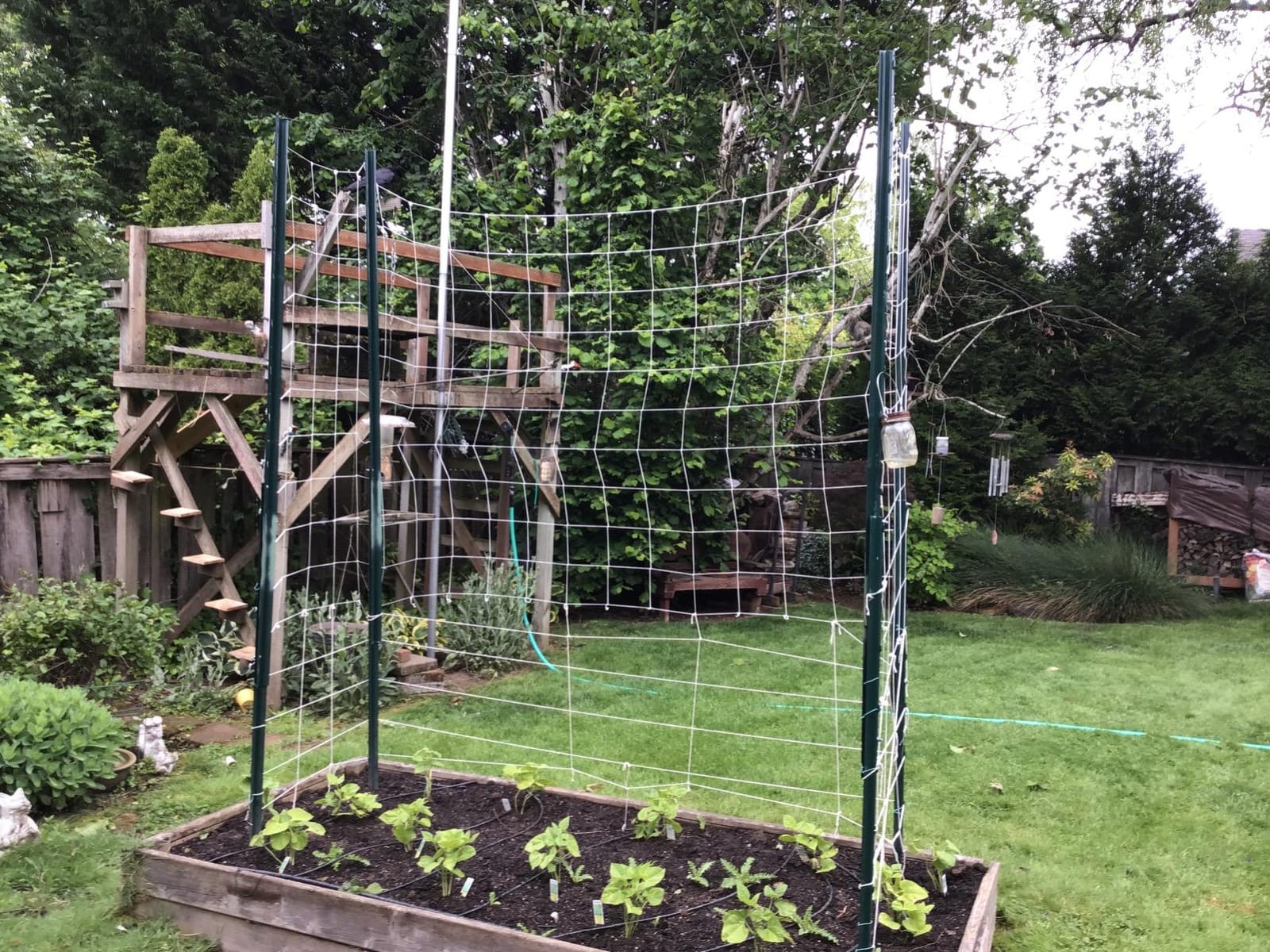 AlpineReach Trellis Netting 5 x 350 ft Heavy Duty Polyester White - 6 Inch Mesh Support Twine for Growing High Yield Tomatoes, Peas, Vine Climbing Plants Fruits Vegetables customer photo 2