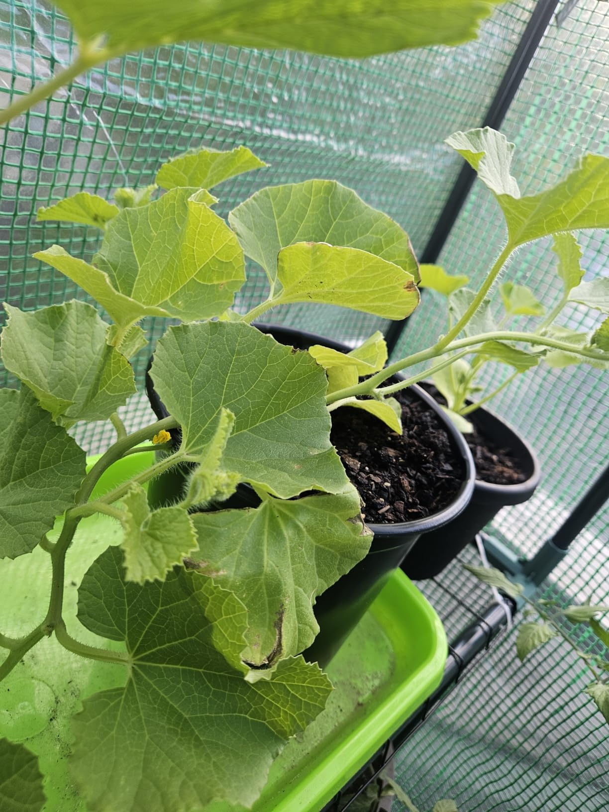 Greengro Greenhouse, 57 × 57 × 76