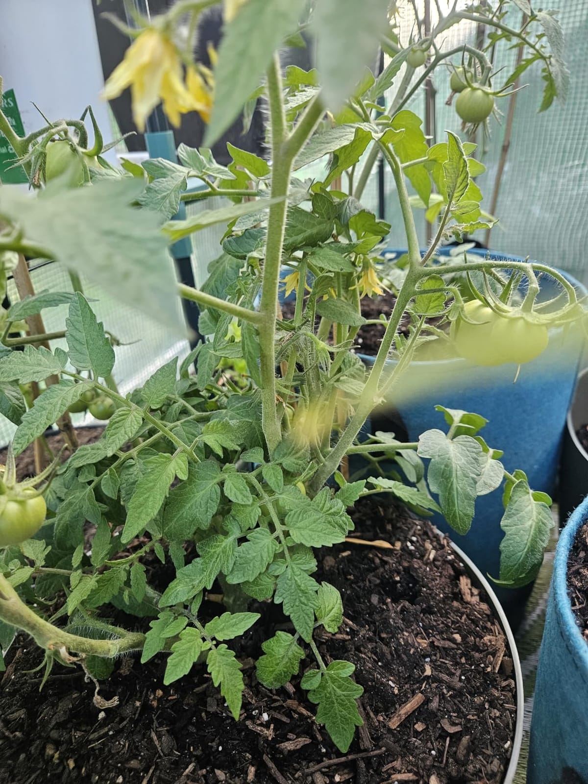 Greengro Greenhouse, 57 × 57 × 76