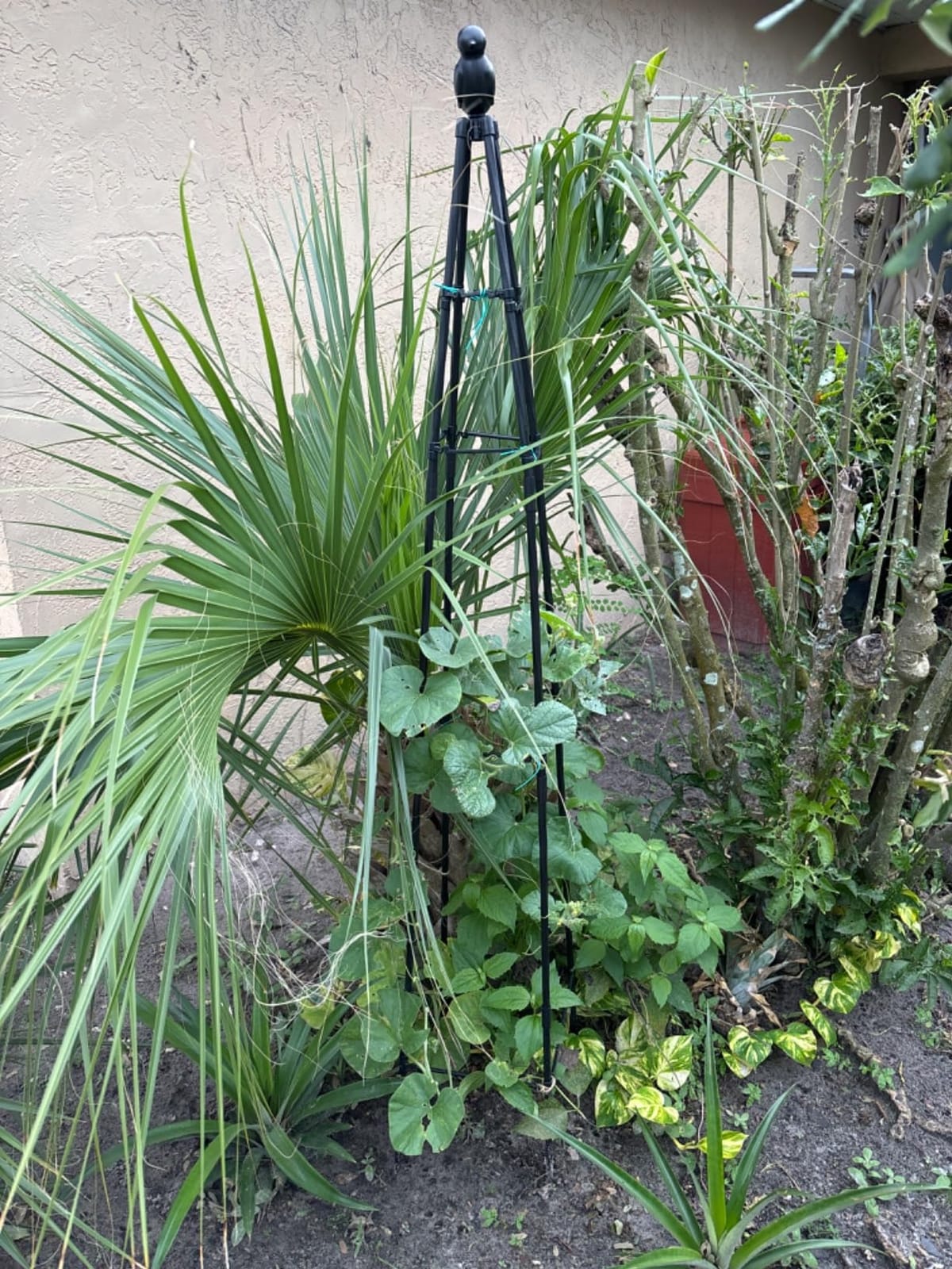 2 Pack Garden Trellis for Climbing Plants Outdoors,65Inch Cucumber Trellis Garden Obelisk Trellis Rustproof Plants Support with Adjustable Heights for Indoor Potted Plants, Vines, Vegetables customer photo 1