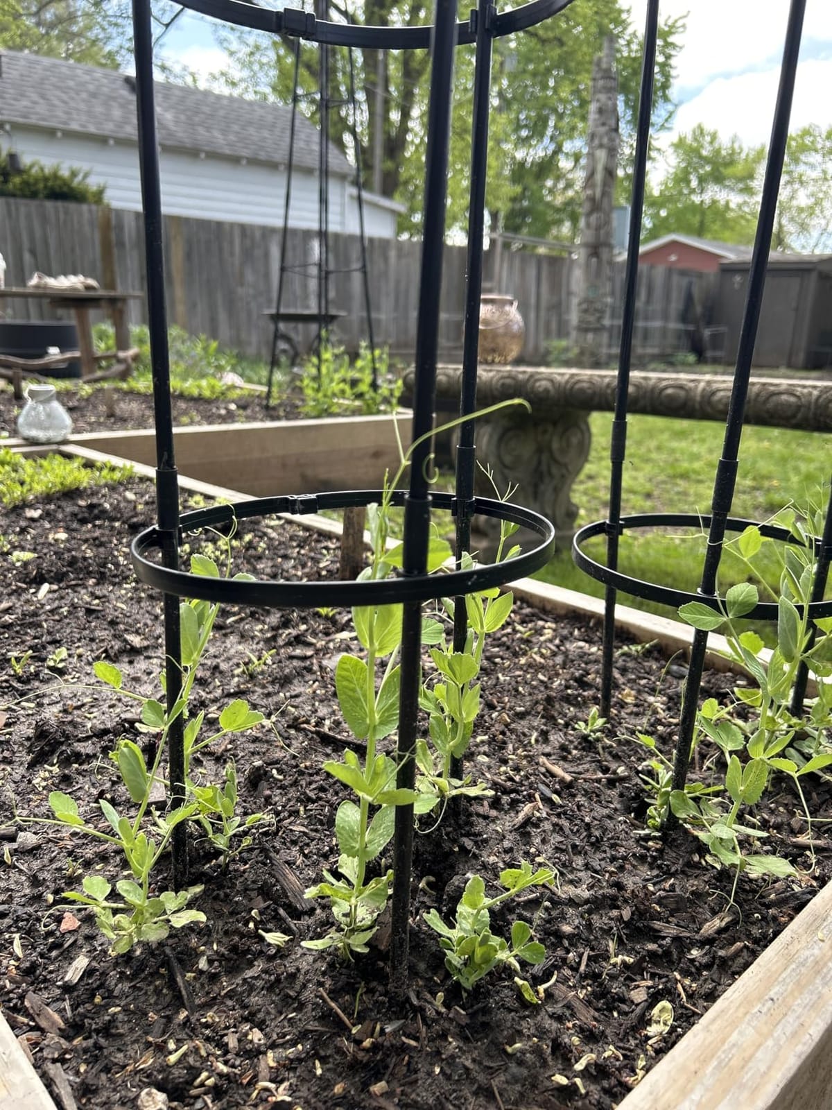 2 Pack Garden Trellis for Climbing Plants Outdoors,65Inch Cucumber Trellis Garden Obelisk Trellis Rustproof Plants Support with Adjustable Heights for Indoor Potted Plants, Vines, Vegetables customer photo 2