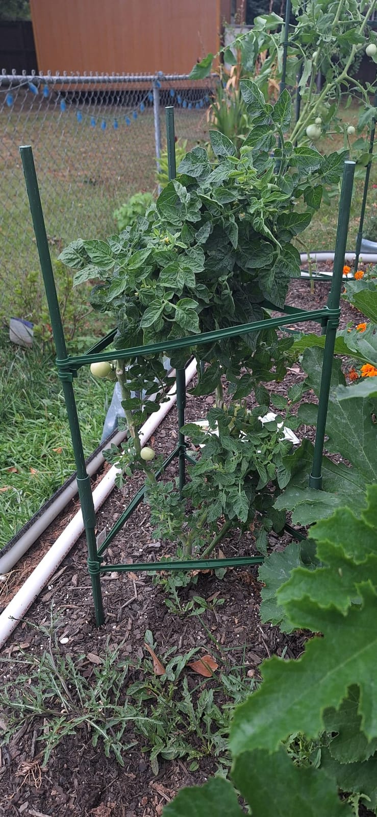Halatool 2 Pack Tomato Cages for Garden, Up to 48in (4FT) Trellis customer photo 1