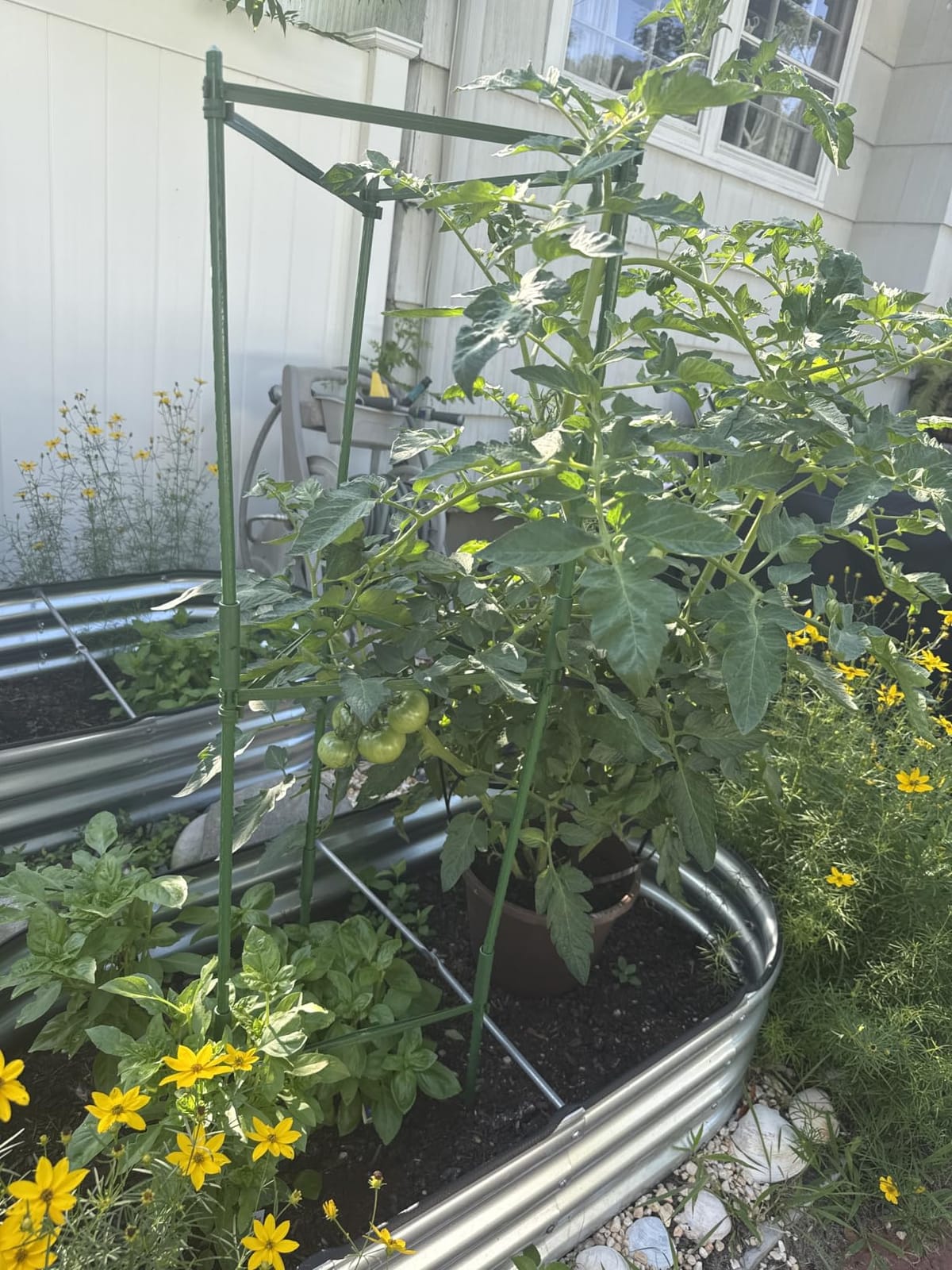 Halatool 2 Pack Tomato Cages for Garden, Up to 48in (4FT) Trellis customer photo 2