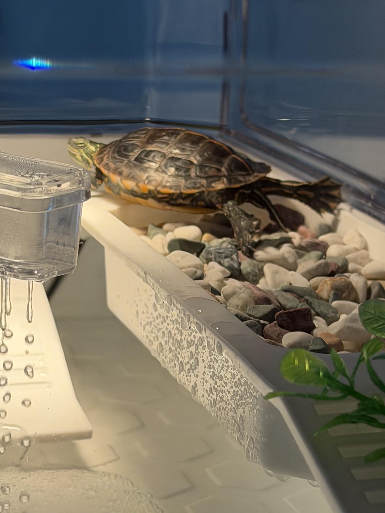 Turtle Tank Starter Kit for Baby Turtles,6.57 Gallon Small Green customer photo 1
