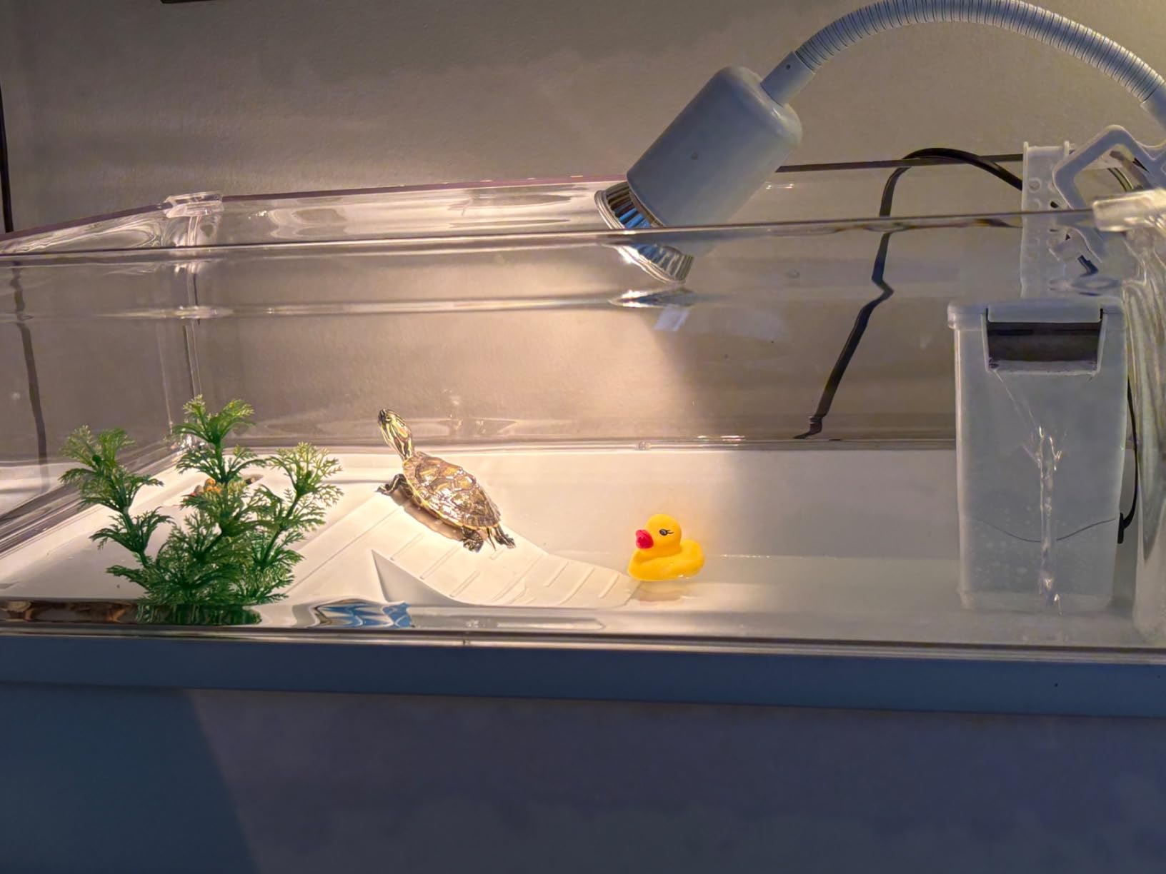 Turtle Tank Starter Kit for Baby Turtles,6.57 Gallon Small Green customer photo 2
