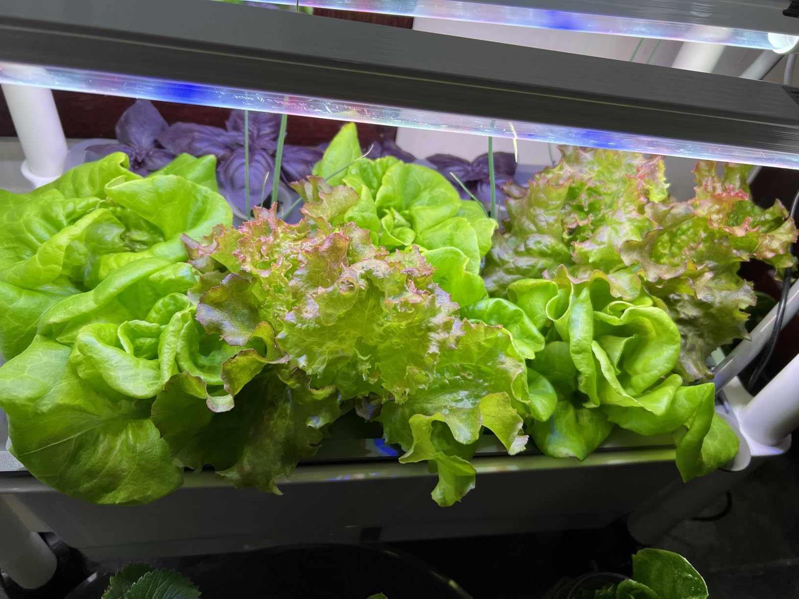 Hydroponics Growing System,AOONEG 42Pods Indoor Herb Garden with LED Grow Light,Hydroponics Growing System Kit with Automatic Timer,Pump System,Adjustable Height (No Seed,Glossy White, 3Layer-42Pods) customer photo 1