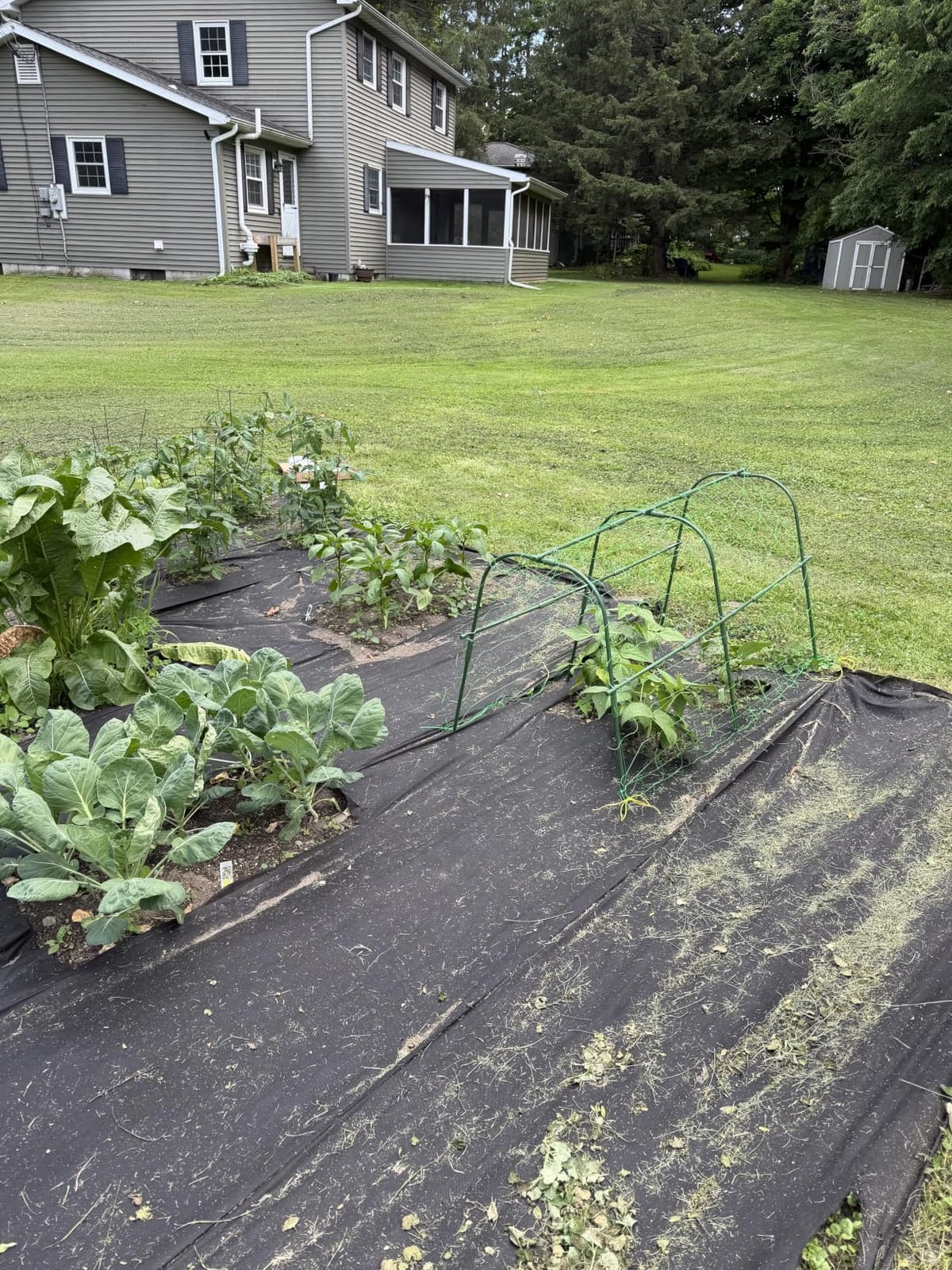 FOLLOOK Cucumber Trellis for Raised Garden Bed, 48x48inch, Green customer photo 2