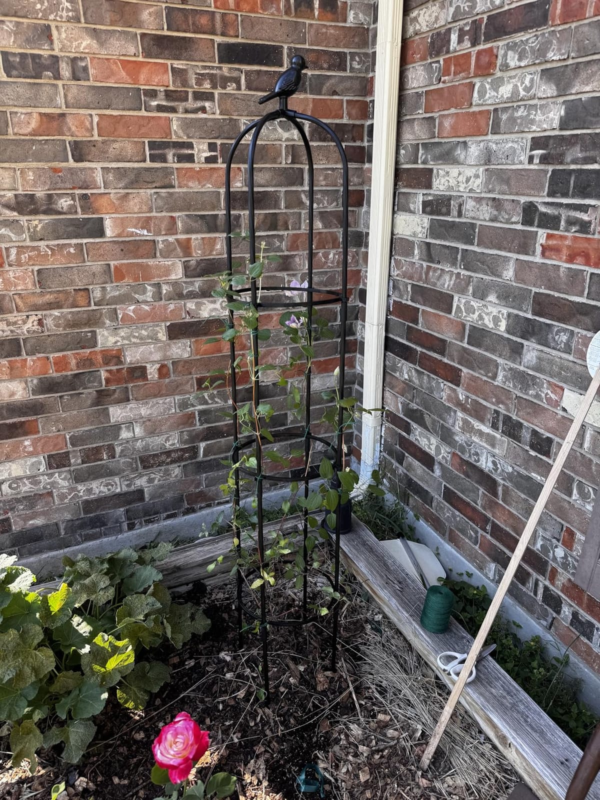 FOLLOOK Garden Obelisk Trellis for Climbing Plants Outdoor, 2 Pack customer photo 2
