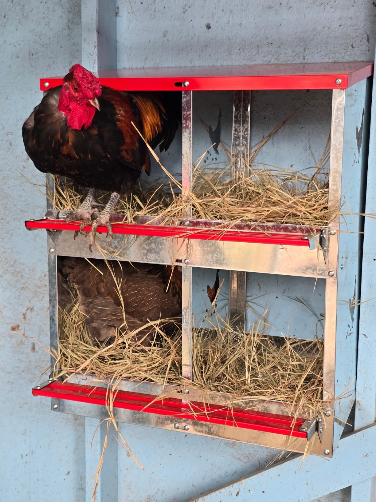 Chicken Nesting Boxes - 10 Compartment Metal Poultry Nest Box Wall Mount for Chickens, Hens, Ducks - Easy Egg Collection - Large Vented Holes Chicken Coop Equipment (10 Compartment) customer photo 1