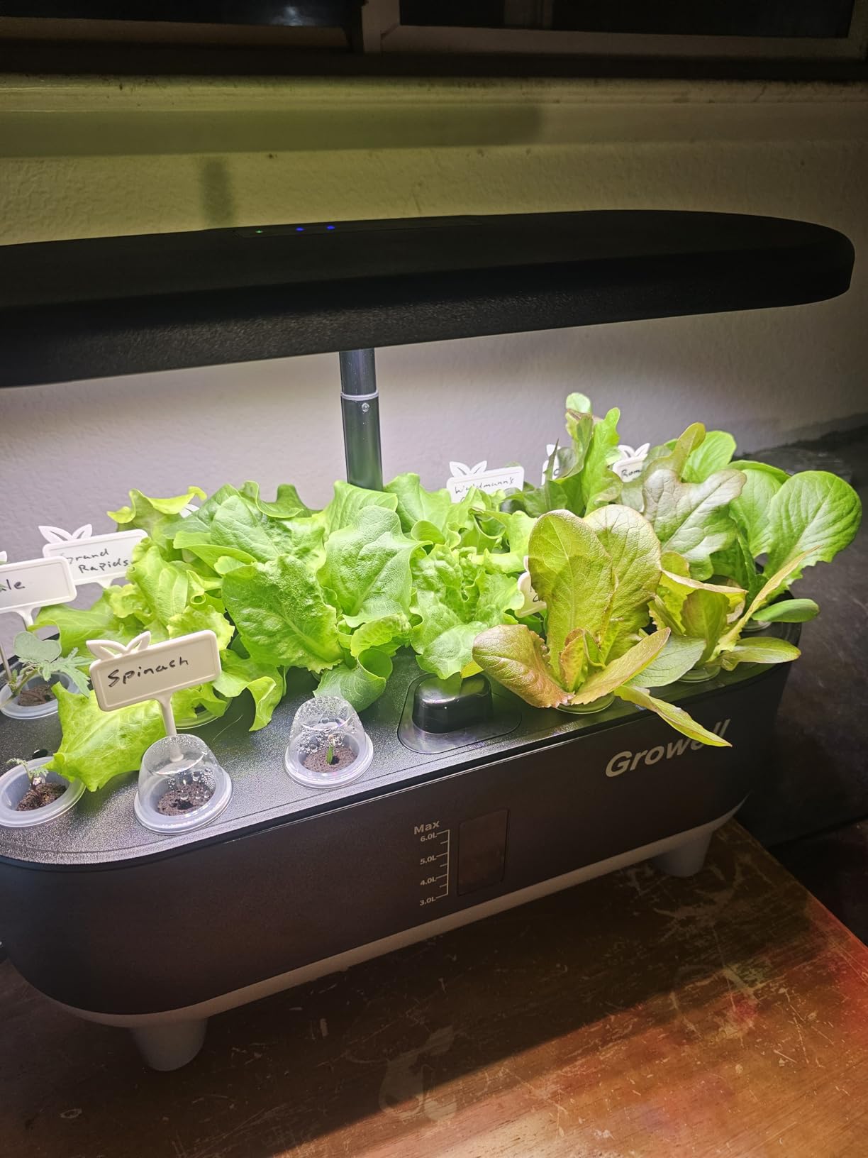 Growell Hydroponics Growing System Kit, 16 Pods Indoor Garden with 28W Full Spectrum LED Grow Light, Auto Timer, 3 Smart Light Modes, 8L Large Herb Garden, Ideal Gardening Gift for Women, Men (Gray) customer photo 2