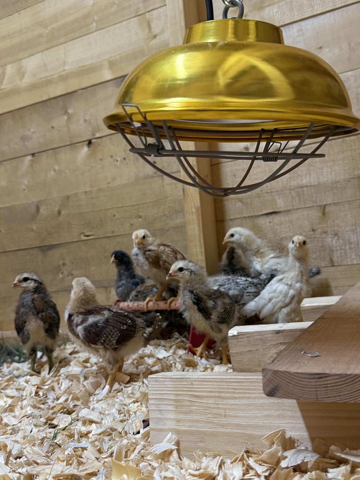 300 Watt Chicken Coop Heater - Professional Waterproof Chicken Coop Heater for Indoor & Outdoor Used - Suitable for Chick, Duck, Rabbit and Dog customer photo 1