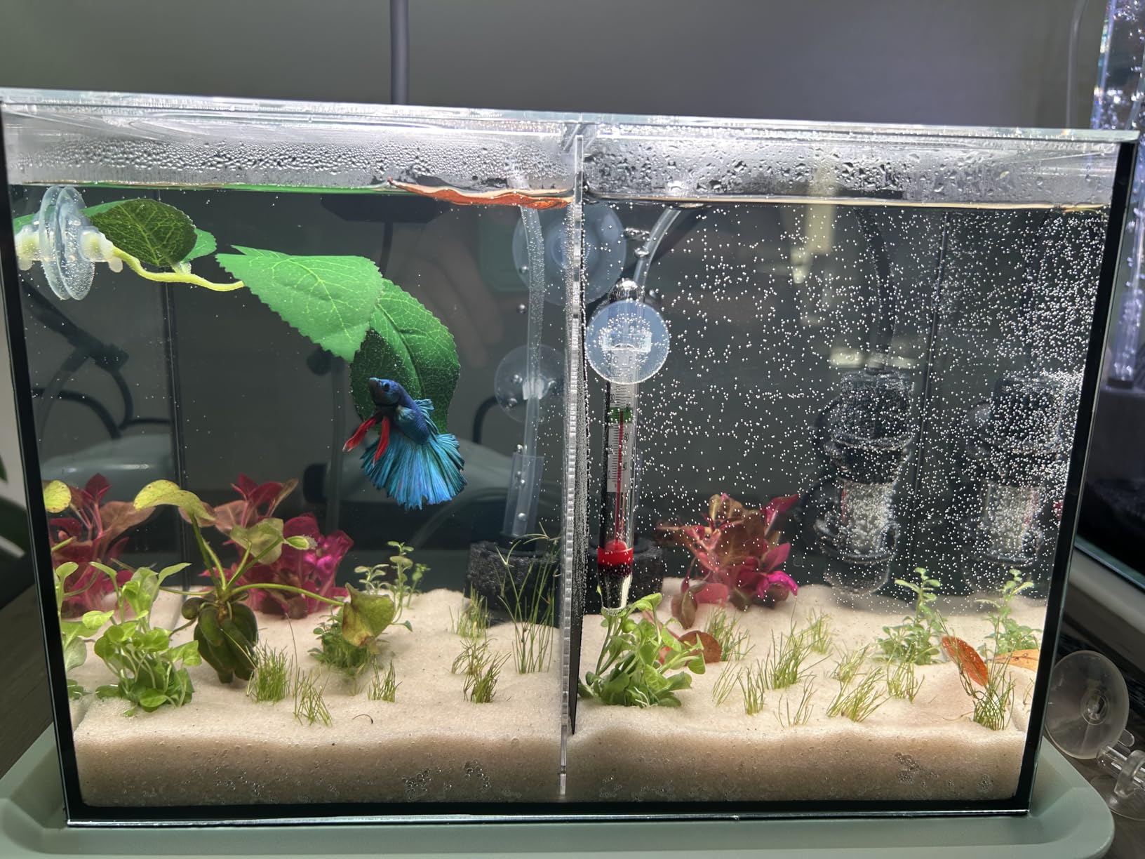 3 Gallon 12.6” L Fish Nano Glass Aquarium, with Separator Plate for Betta, Multi-Functional Square Fish Tank with Filter, LED Light, Black 4mm Glass customer photo 2