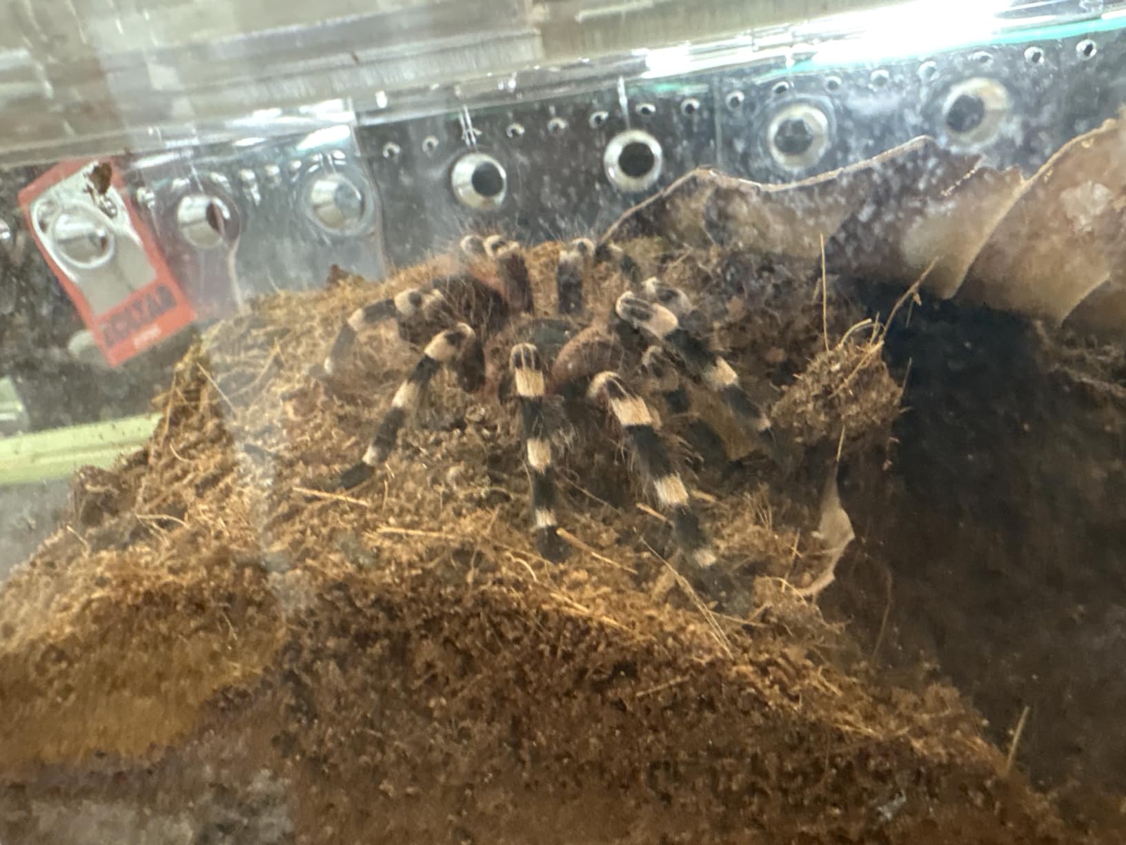 Reptile PC Tank,Escape Proof Magnetic Lid Tarantula Enclosure Large customer photo 1