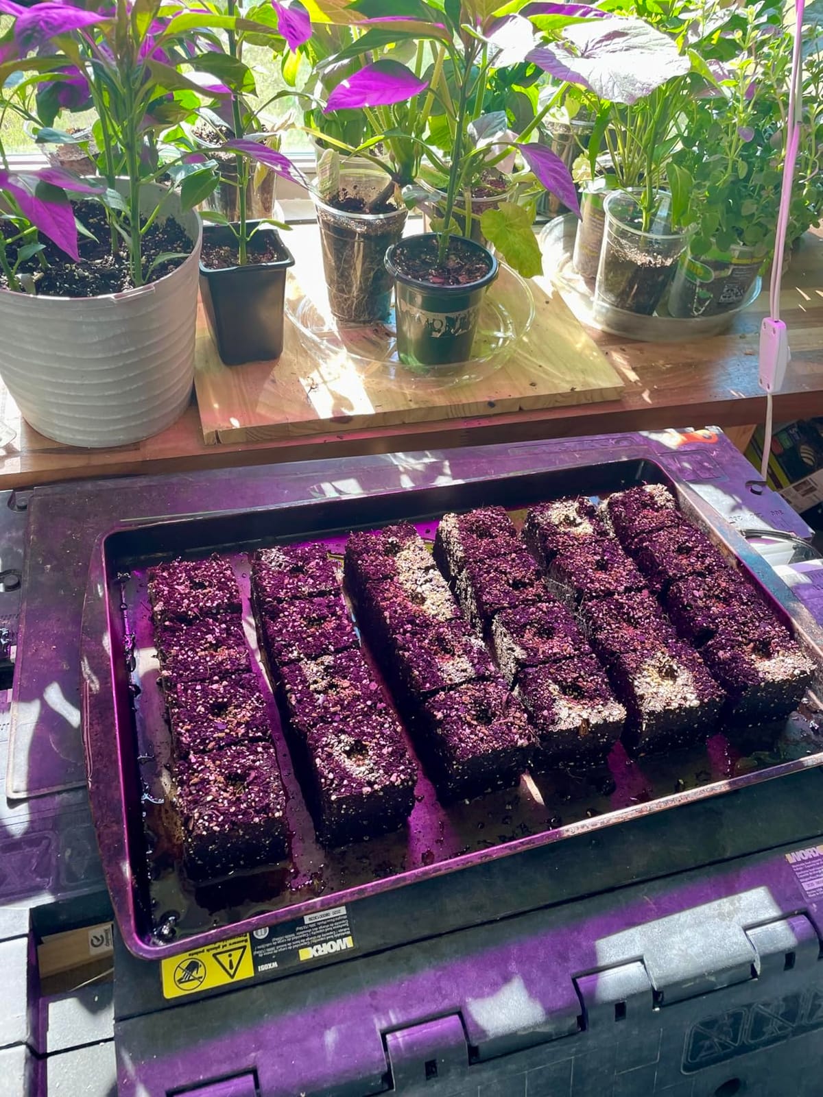 2 Inch 4-Cell Handheld Heavy Duty Soil Block Maker for Seed Starting customer photo 1