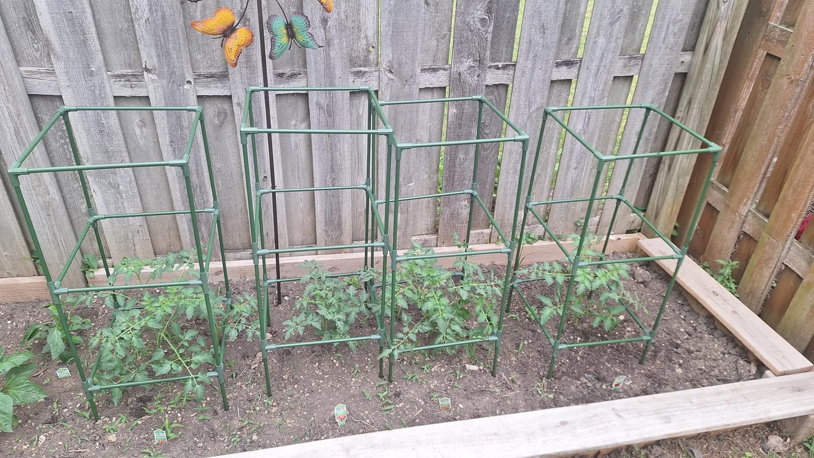 ZeeDix 60 Inch 4 Pack Heavy Duty Tomato Cages with Clips customer photo 2