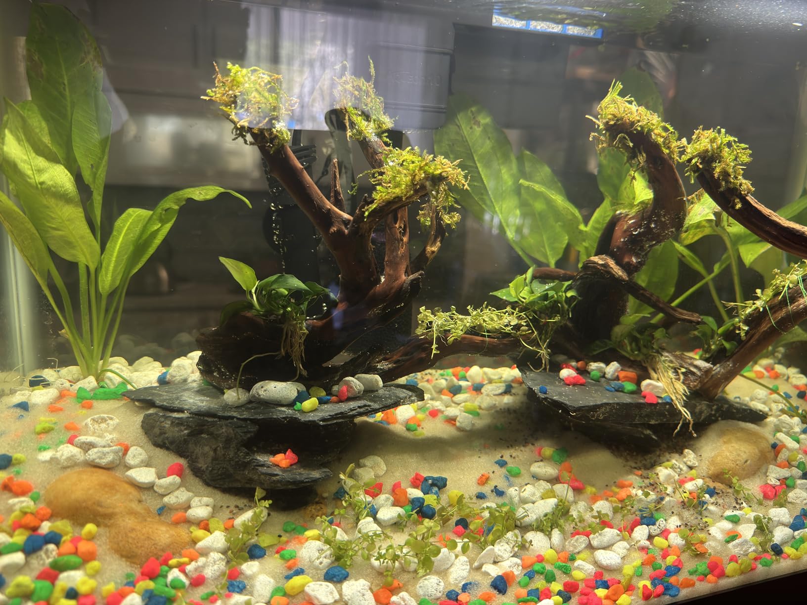 Aqueon Aquarium Starter Kit with Smart Clean Filtration and LED Lighting, Freshwater and Saltwater Fish, 20-Gallon customer photo 1
