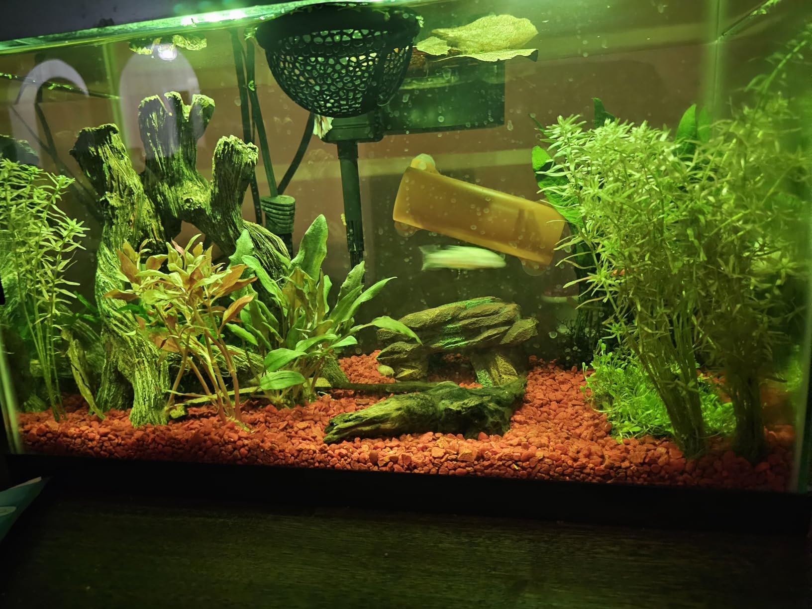 Aqueon Aquarium Starter Kit with Smart Clean Filtration and LED Lighting, Freshwater and Saltwater Fish, Perfect for Tetras, Guppies, Platies, 10-Gallon customer photo 1