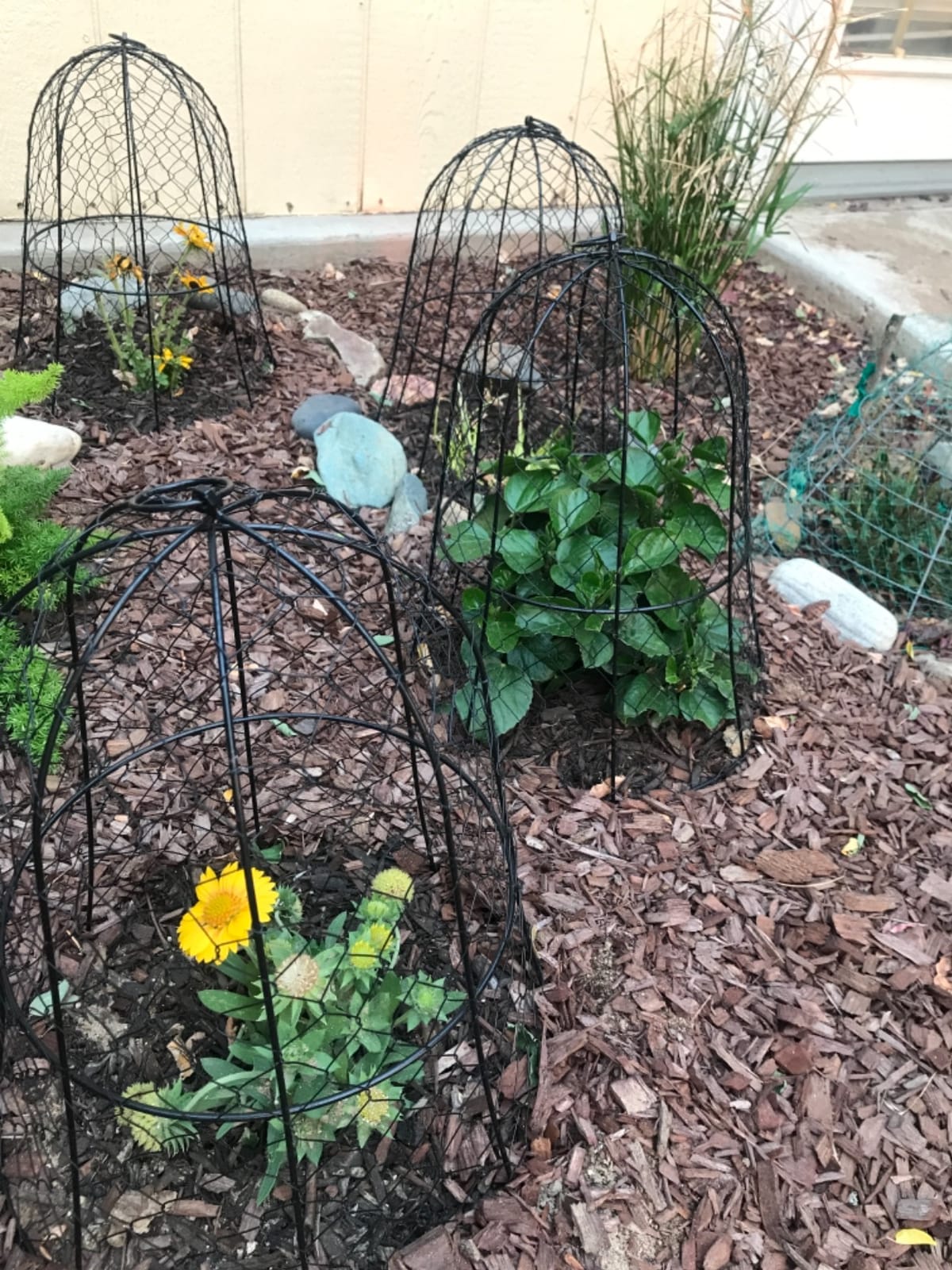 6 Pack Garden Cloches for Plants, 13