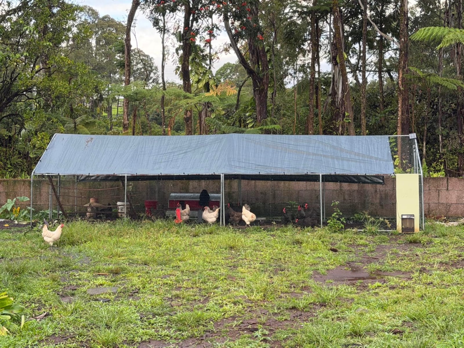 VEVOR Large Metal Chicken Coop with Run, Walk-in Chicken Coop for Yard with Waterproof Cover, 6.5 x 9.8 x 6.5 ft, Spire Roof Large Poultry Cage for Hen House, Duck Coop and Rabbit Run customer photo 2