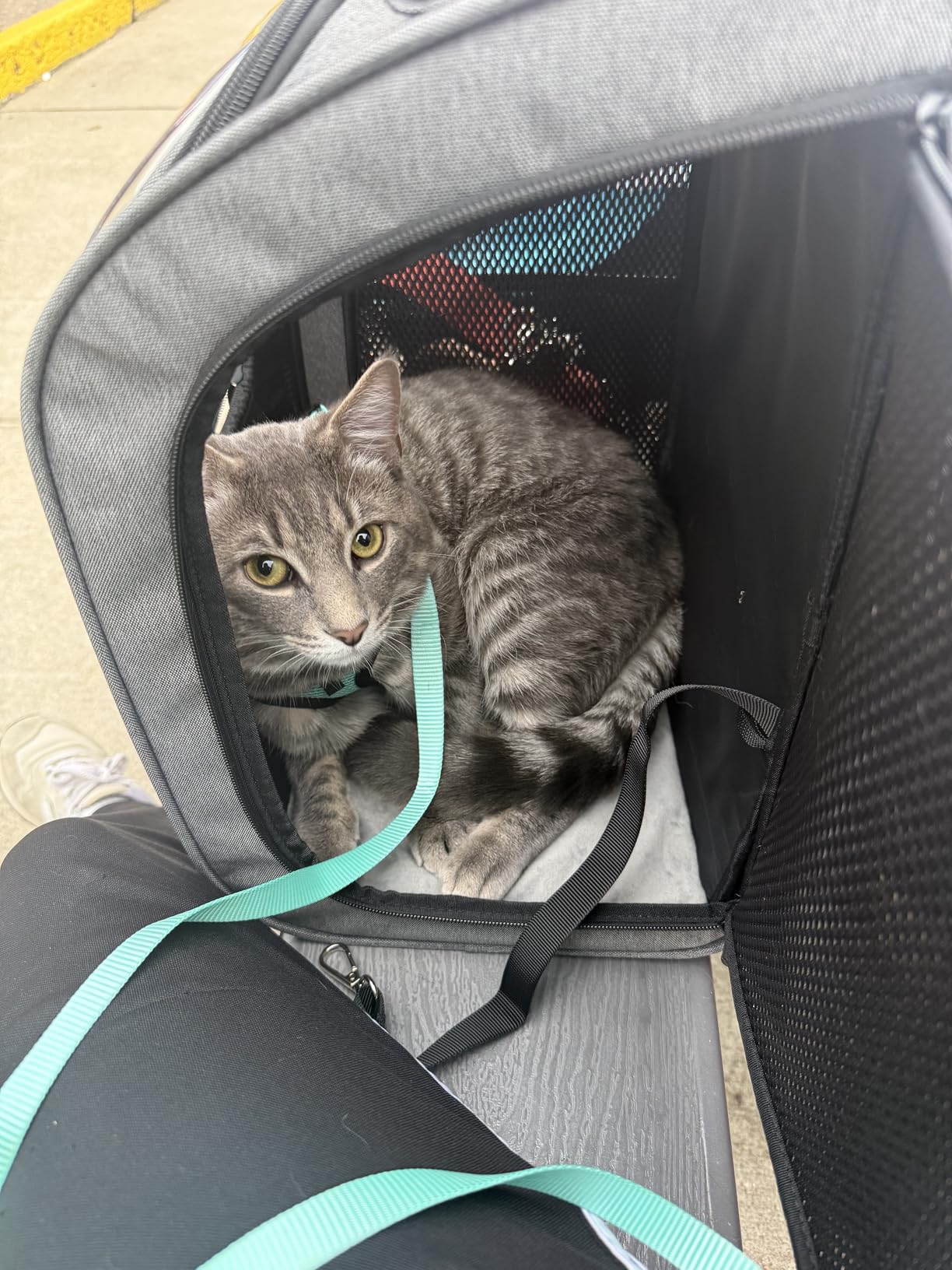 Pecute Cat Backpack Carrier,Large Space Cat Bubble Backpack,Ergonomic,Gray customer photo 1