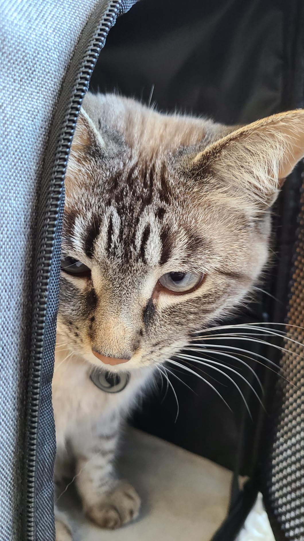 Pecute Cat Backpack Carrier,Large Space Cat Bubble Backpack,Ergonomic,Gray customer photo 2