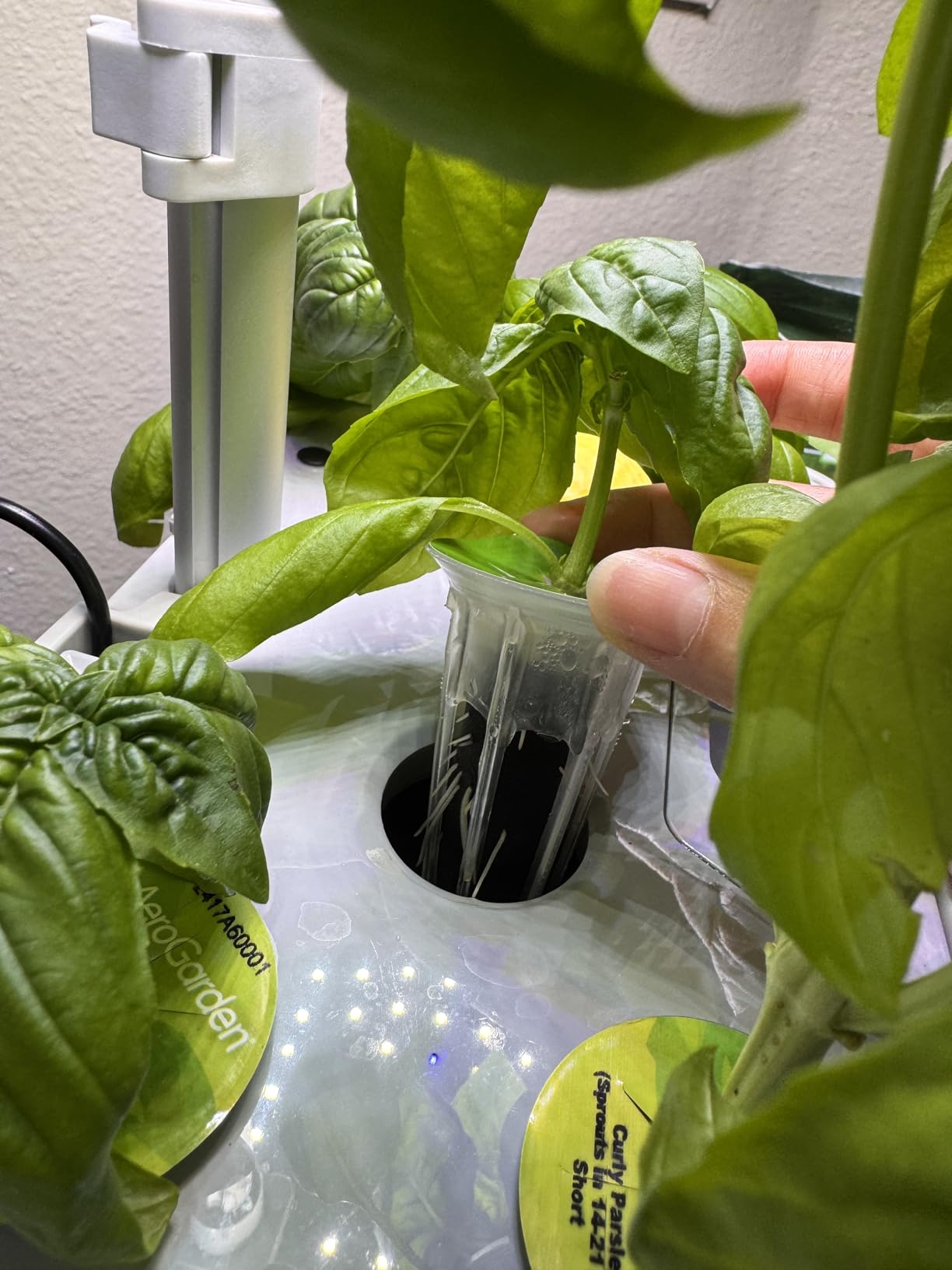 Vertical Hydroponics Growing System Kit, Indoor Outdoor Gardening System Kits, Herb & Fruits Growing Hydroponic Tower, 6 Layers (36 Pods) customer photo 2