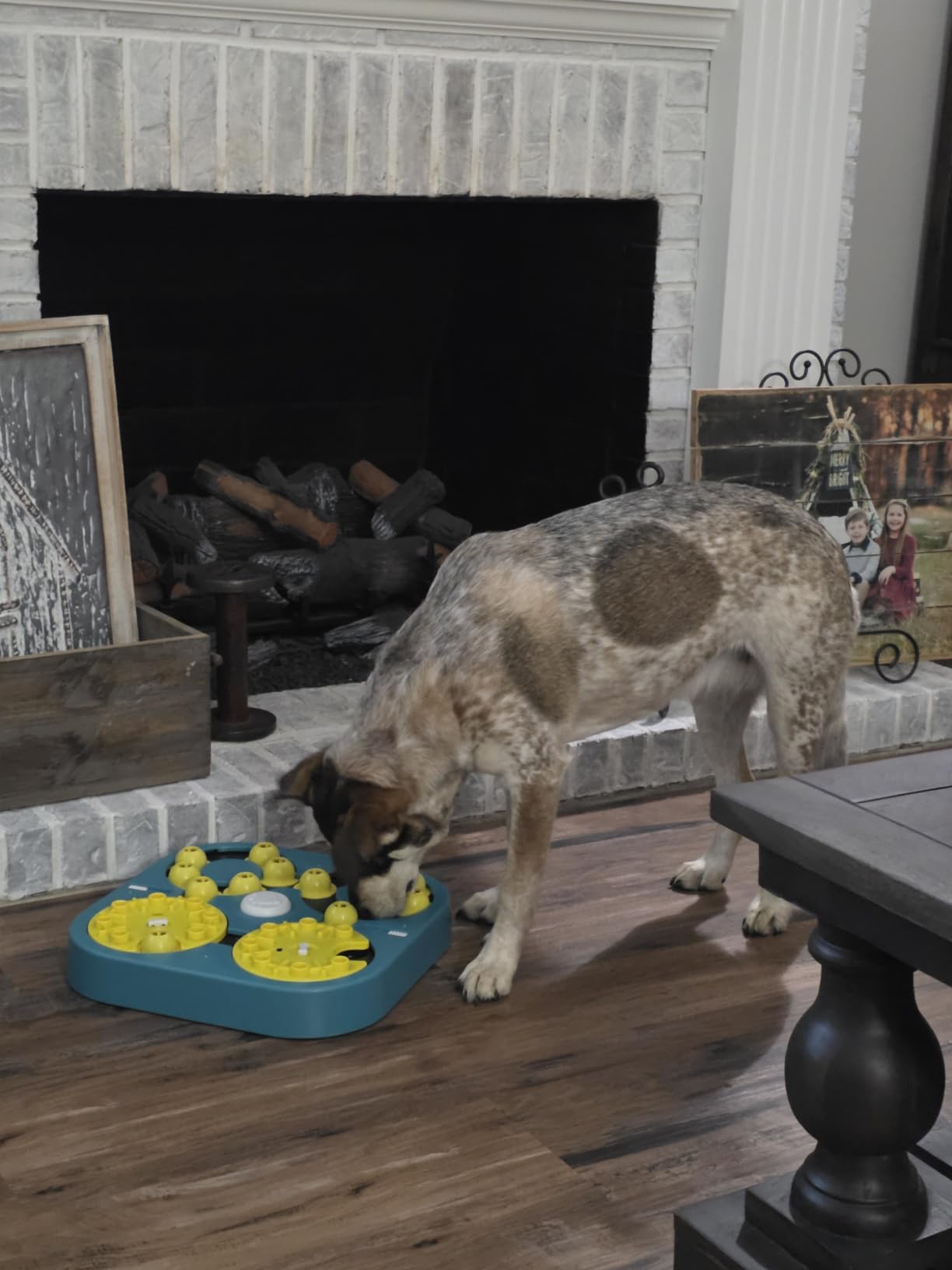 KADTC XL 5-Levels Dog Puzzle Toy, 6 Games Mental Stimulation for Smart Dogs | Beginner-to-expert challenge evolves with your pup, extending playtime through adjustable stages to beat boredom, burn energy customer photo 2