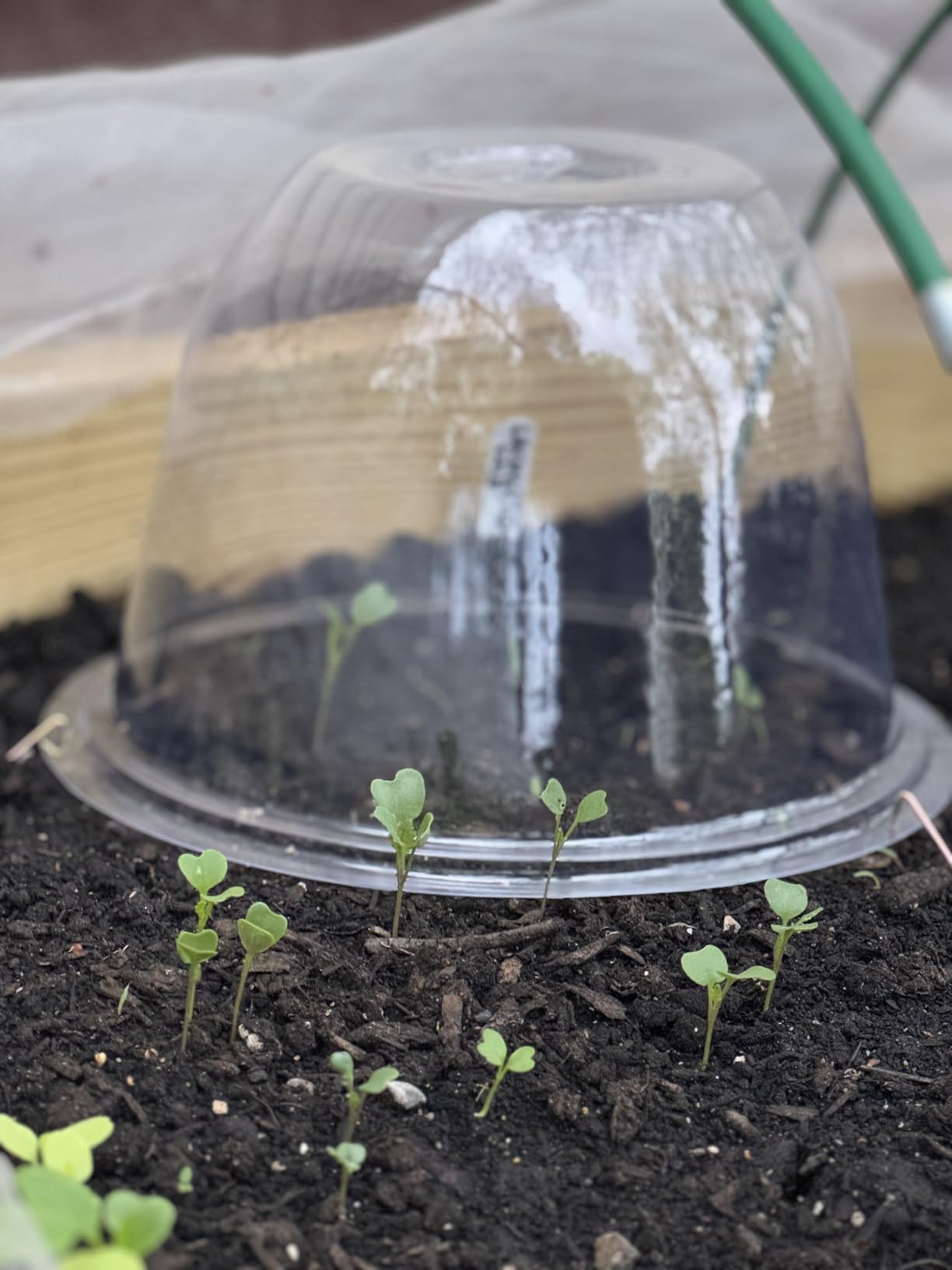 13 Inch Humidity Domes Garden Cloches for Plant Protection, Plant Covers Freeze Protection, Protectors from Animals, Garden Clear Plant Cover with Ventilation Holes 10 Pack customer photo 2