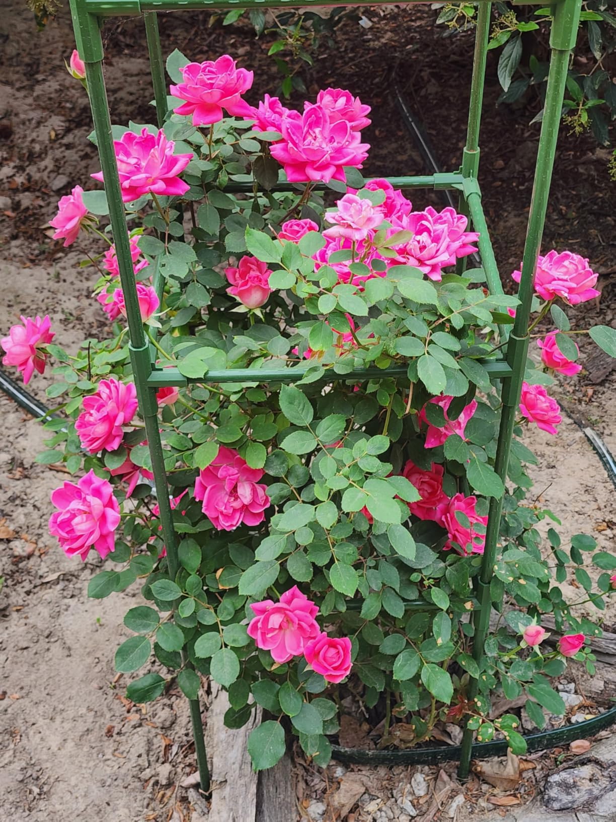 2 Pack Garden Obelisk Trellis, 70IN Tall Plant Support for Climbing Vine, Metal Covered Plastic Rustproof Heavy Duty Rose Trellis Indoor Outdoor (Green, 70 * 11.8 * 11.8IN(H*W*L)) customer photo 2