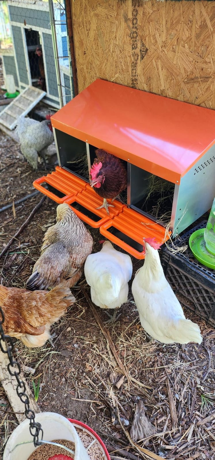 Chicken Nesting Boxes, Roll Away Nest Box for Egg Collector, 4 Holes Orange customer photo 2