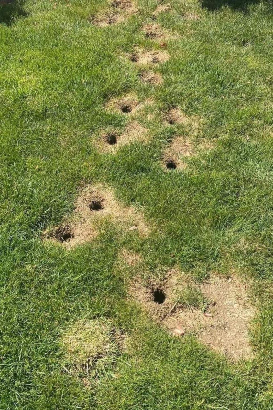 LEBMP Mole Repellent, Gopher Repellent, Groundhogs Repellant Outdoor-8Pcs customer photo 1