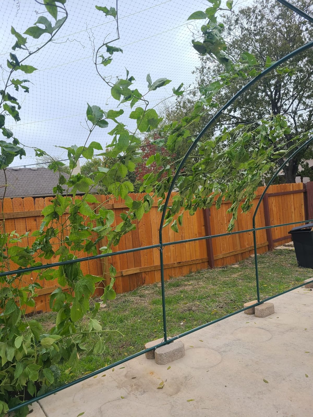 YardGrow Large Size Metal Garden Arbor Arch for Various Climbing Plant Roses Vines Birthday Wedding Party Decoration Pergola Arbor Climbing Support Frame (13x7x7.2 FT) customer photo 1