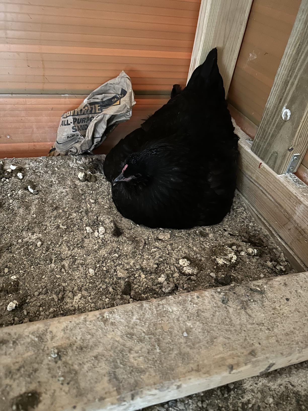 Little Giant Single Plastic Nesting Box Chicken Nest Box with Perch (Item No. 163620) customer photo 2